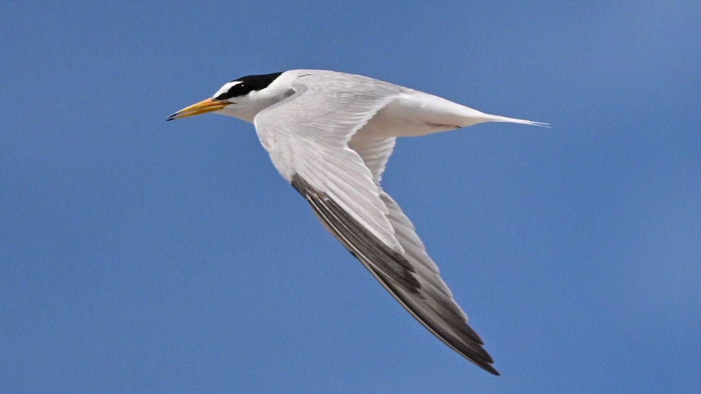 Photo: aol.com Seaton Carew Little Tern Colony Suffers Worst Breeding Season
