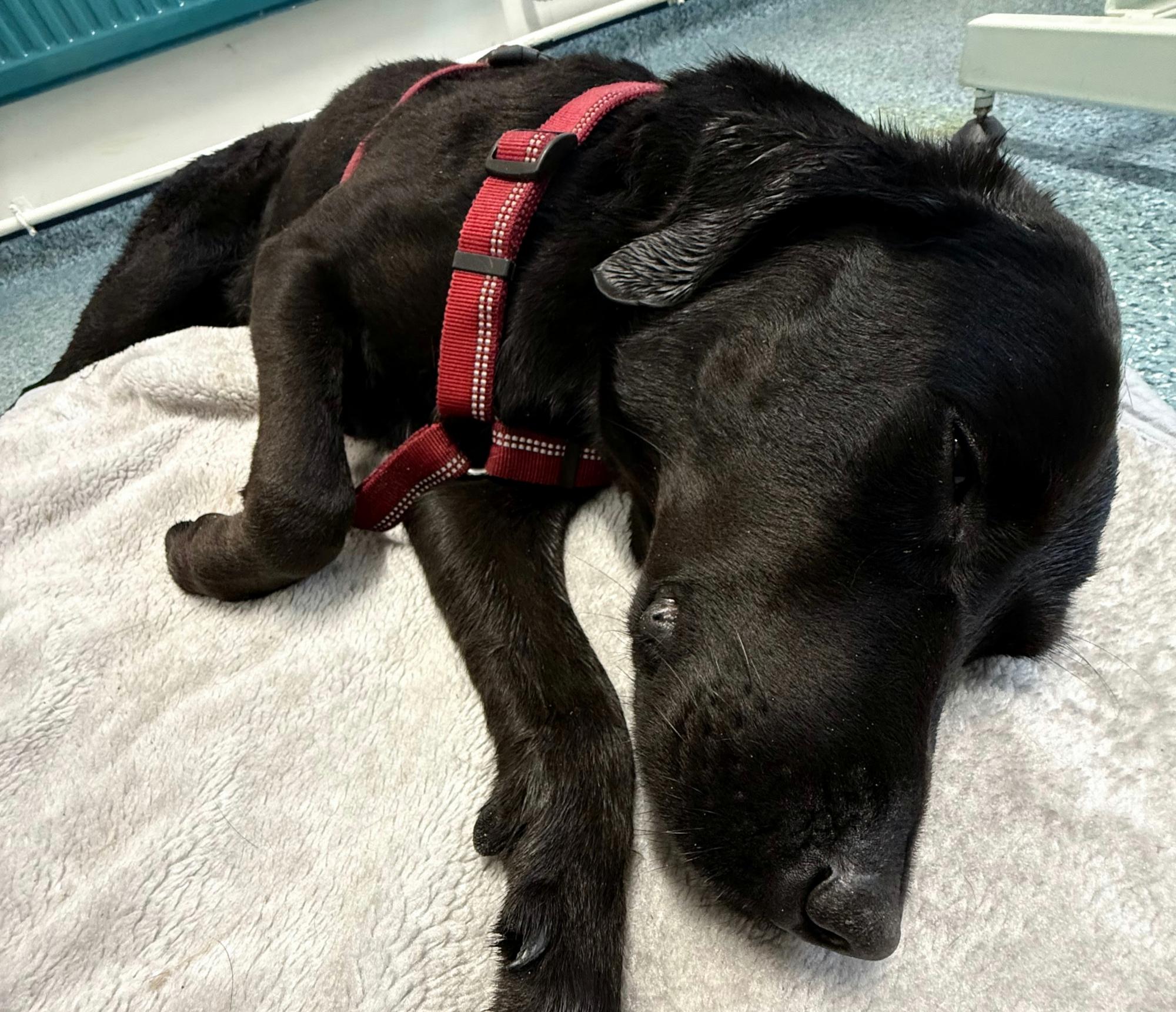 ‘She was swaying, zoning out': UK pets poisoned in record numbers by illicit drugs