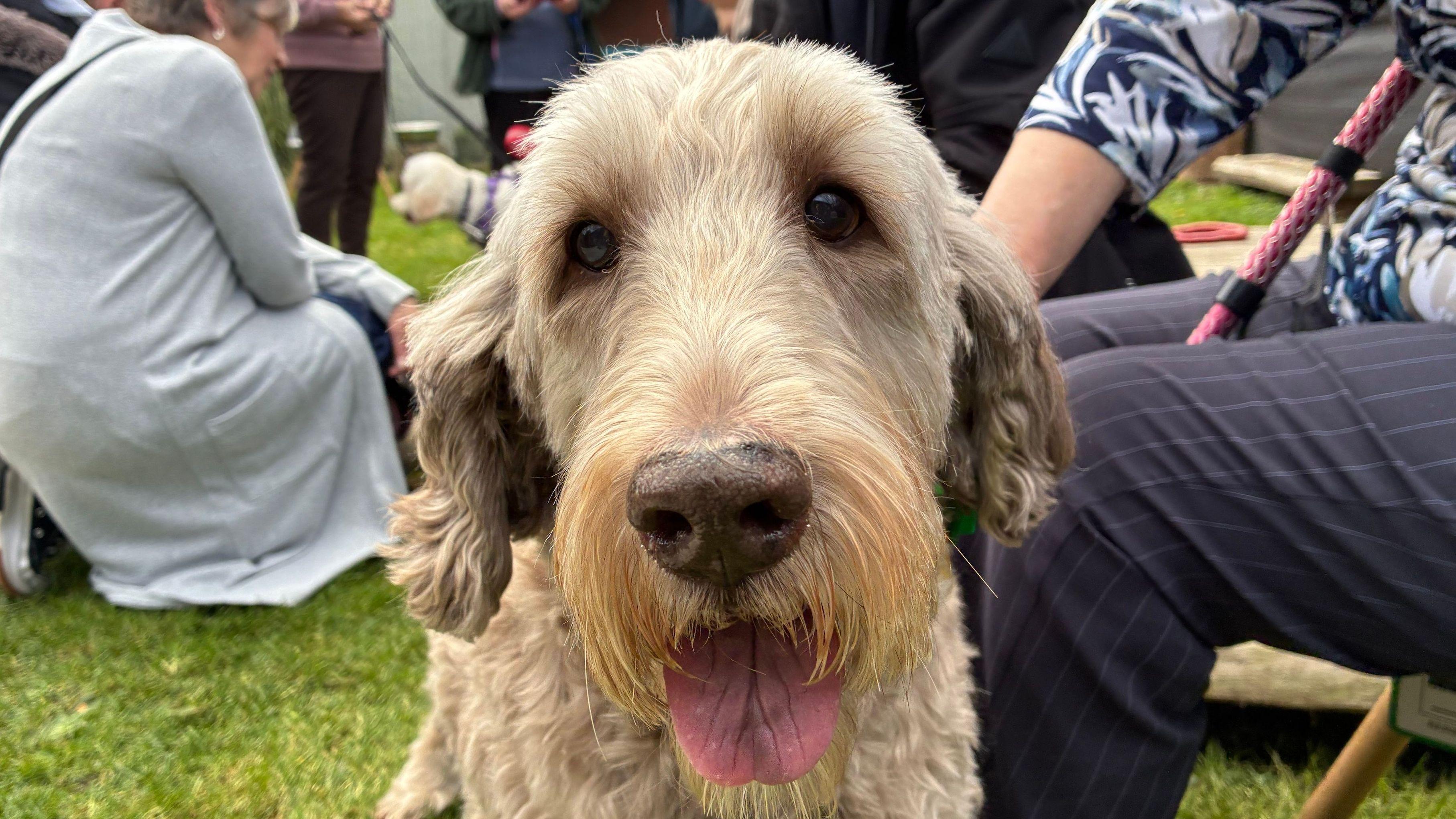 New Photo - 'Poodle Party' for dogs saved from crowded house