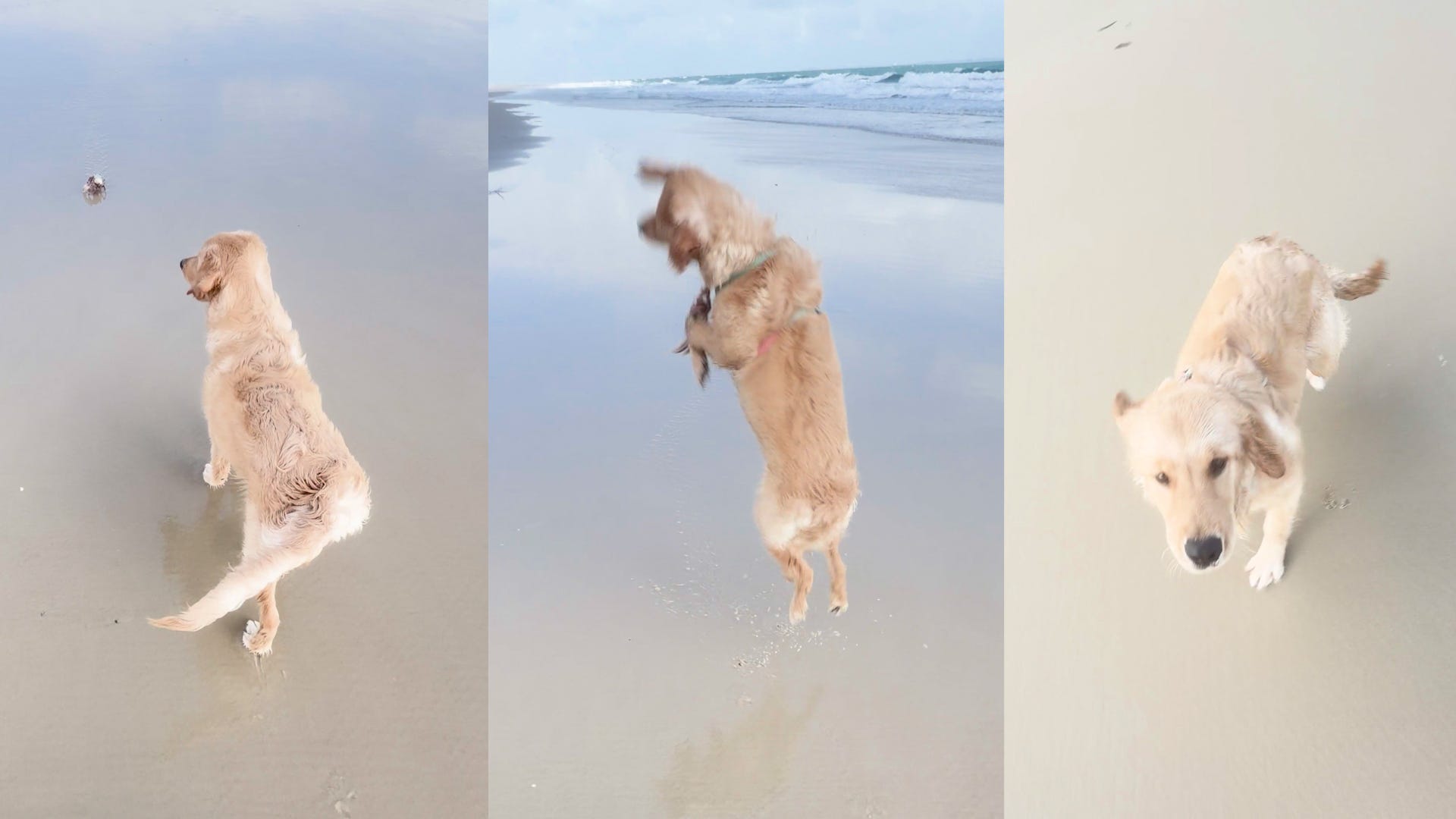 This dog got too close to a crab on the beach. See what happened next