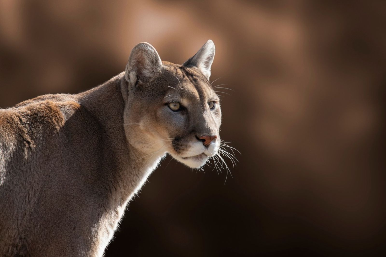 A Mountain Lion Was Confirmed In Southern Illinois, A State That Lost Them Before 1870