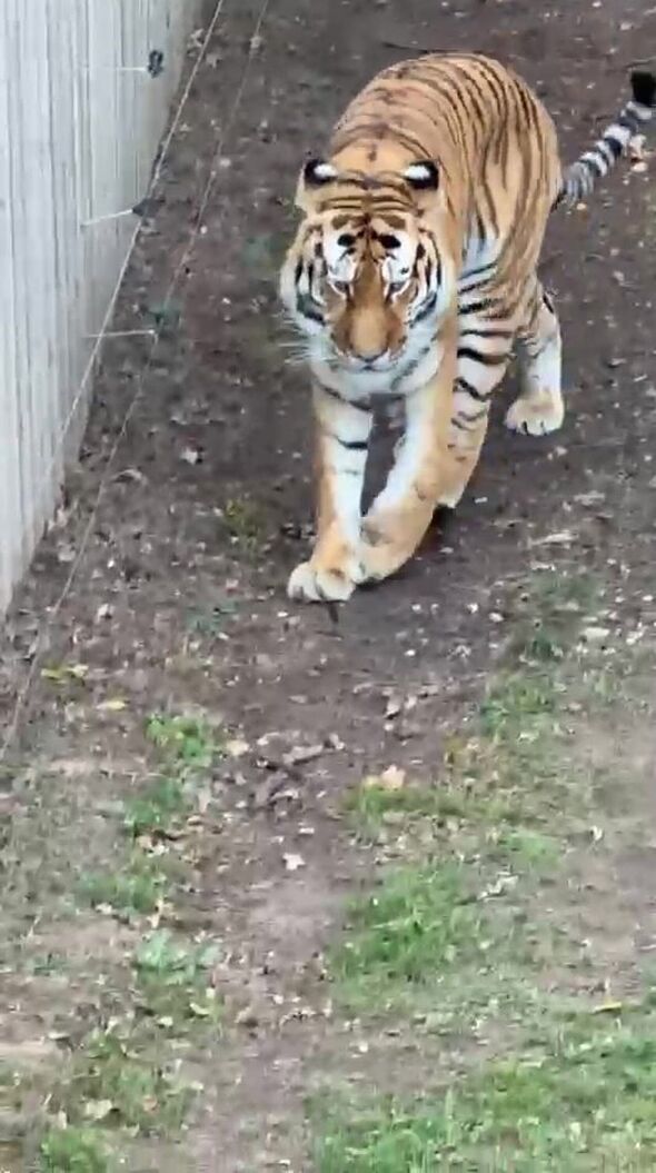 Yorkshire Wildlife Park tiger attack witness reveals detail on when man ...
