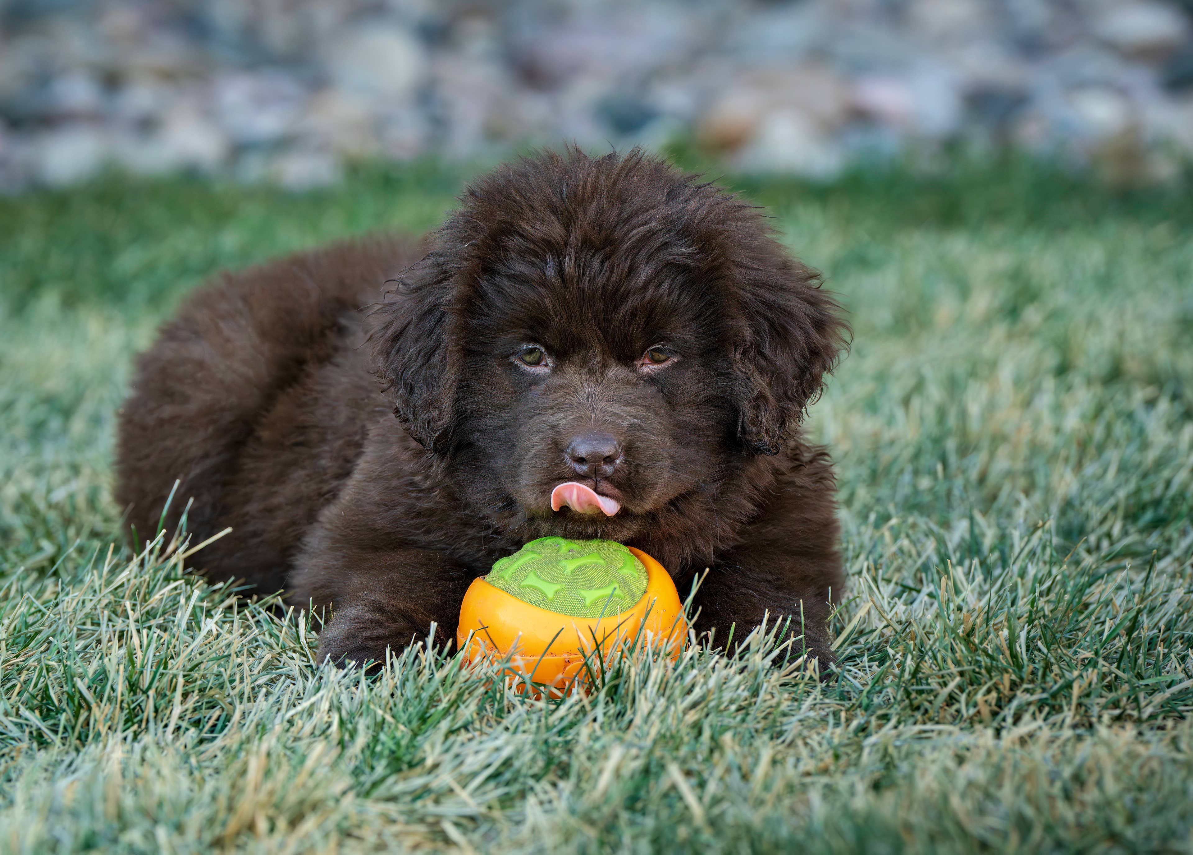 Mabel Bro Big Brother Chewy Cheers On Mabel’s First Lake Jump in Sweet ...