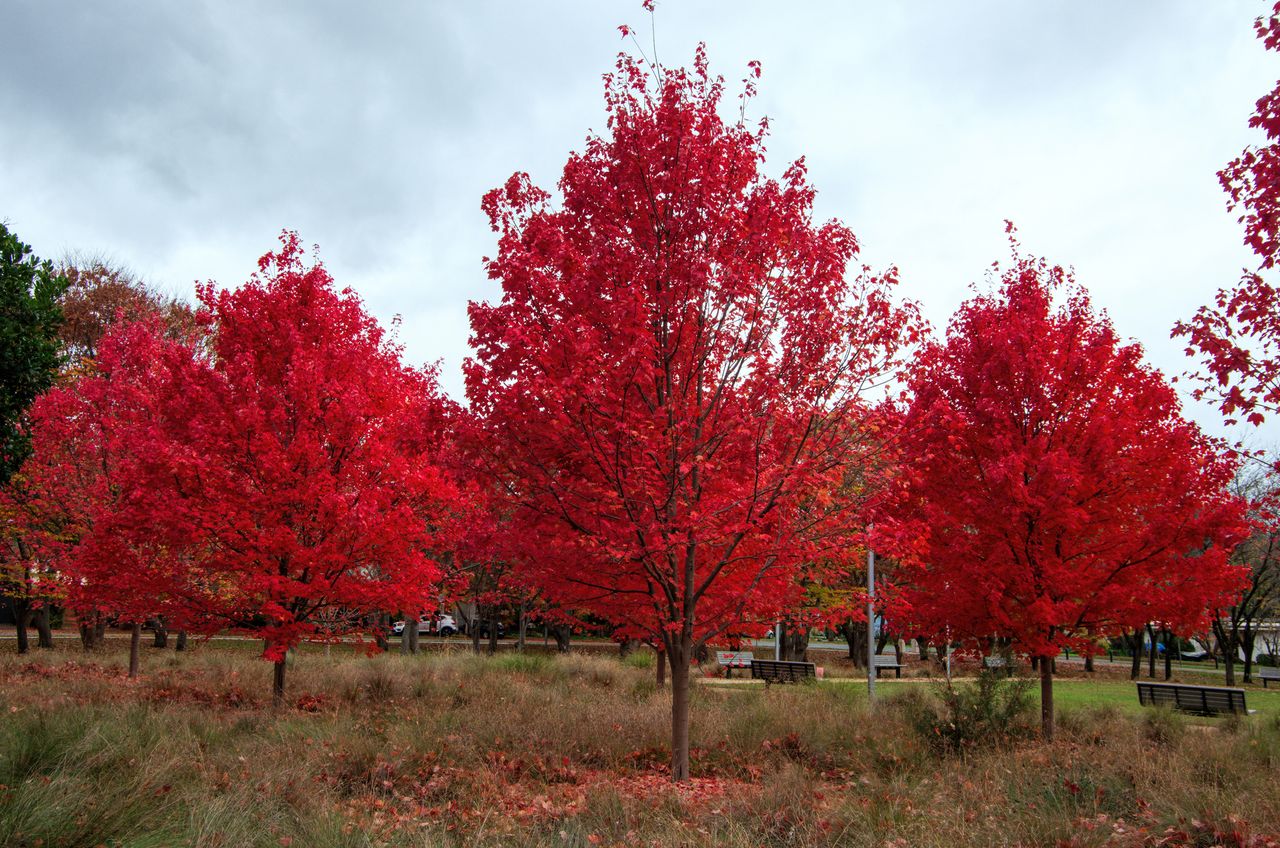 These Trees Do Great When Planted in the Fall—14 Options for a Green ...