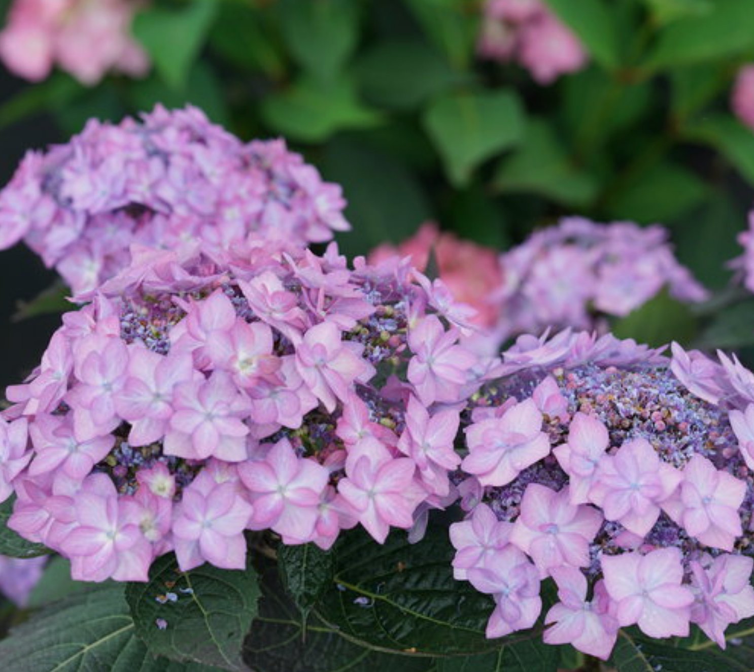 4 Common Mistakes That Prevent Your Hydrangeas from Blooming