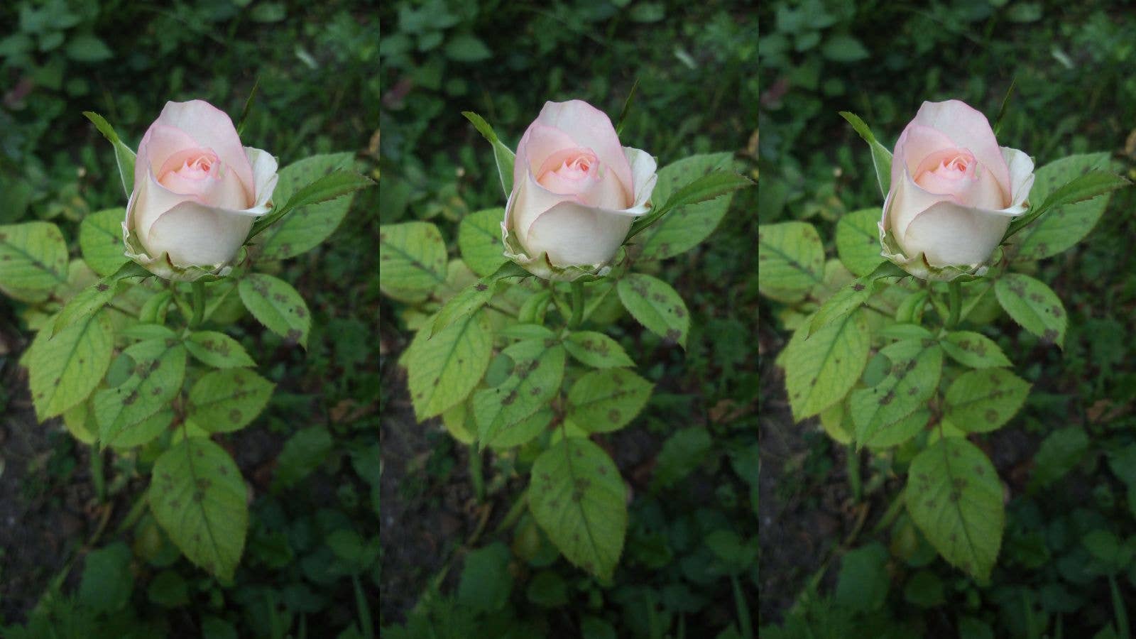 How to Treat Black Spots on Roses: Effective Tips for Healthy Blooms