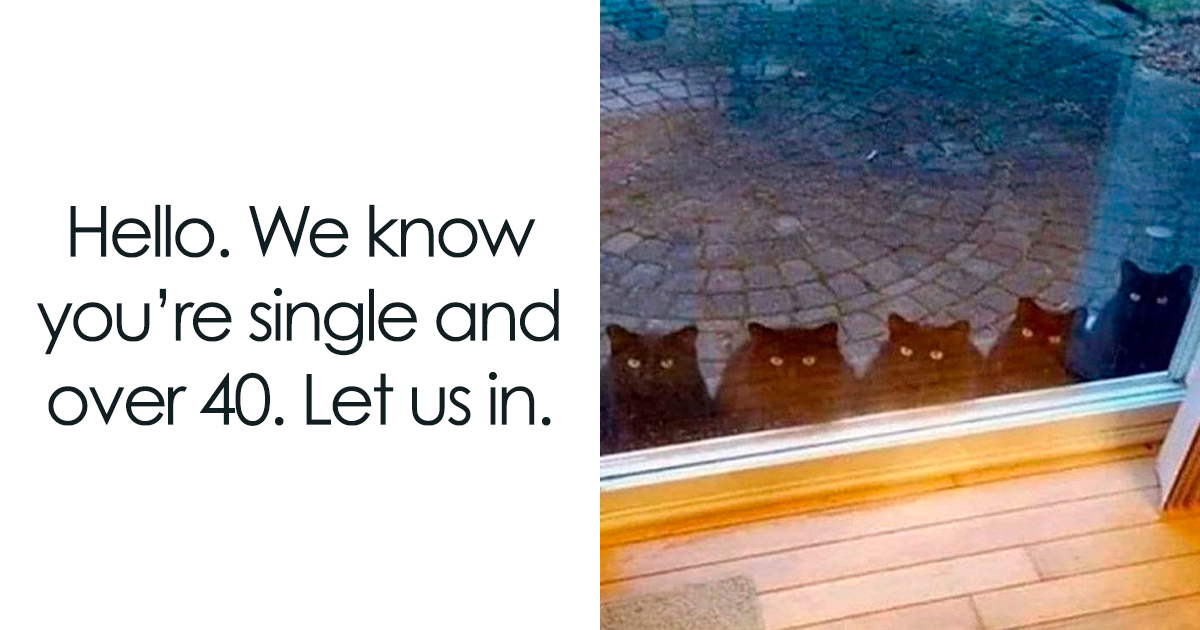 30 Hilarious Animal Memes That Prove Pets Are Natural Comedians, As Shared By Th...