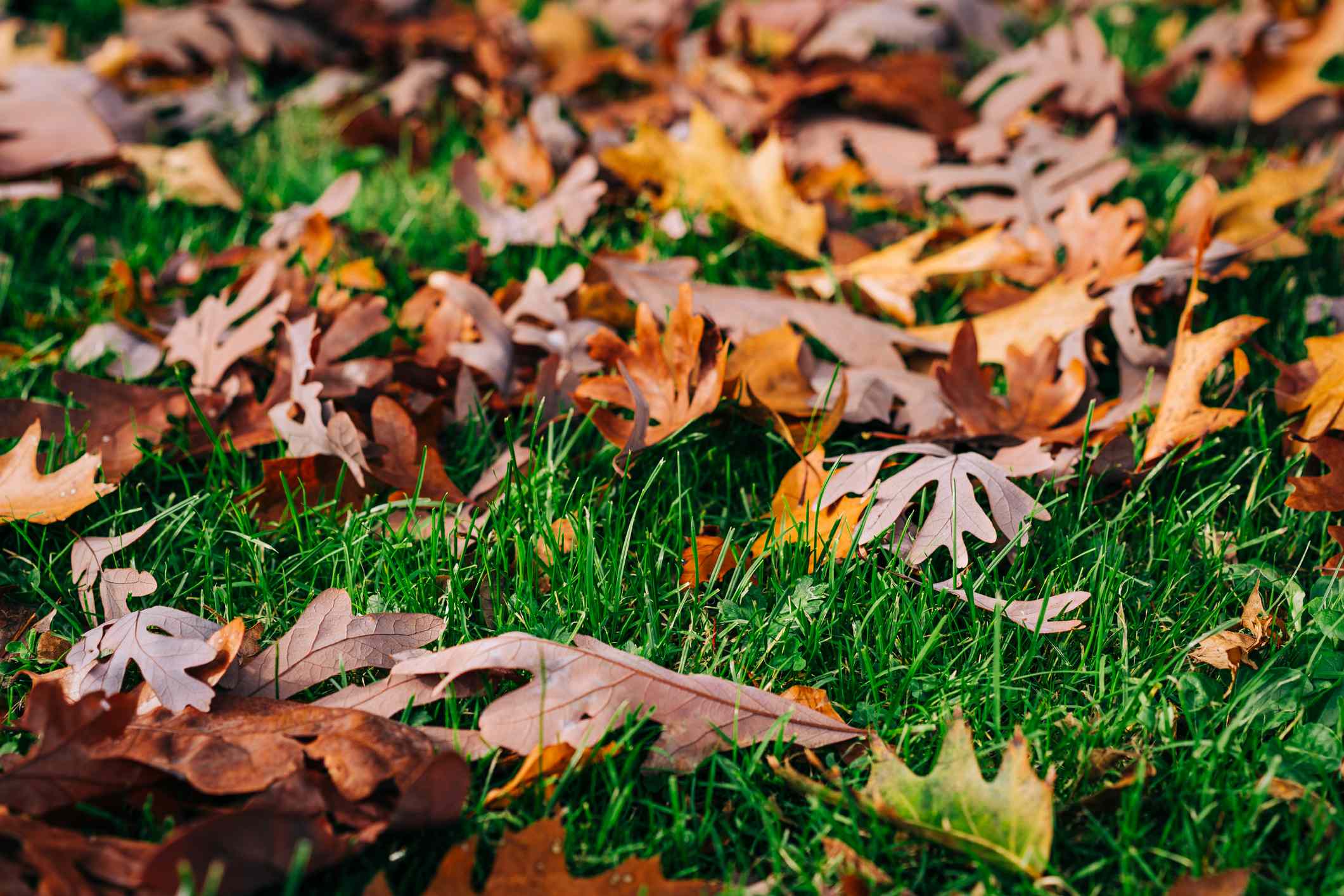 Can Fallen Leaves Kill Your Grass? Lawn Pros Explain When They Become a ...