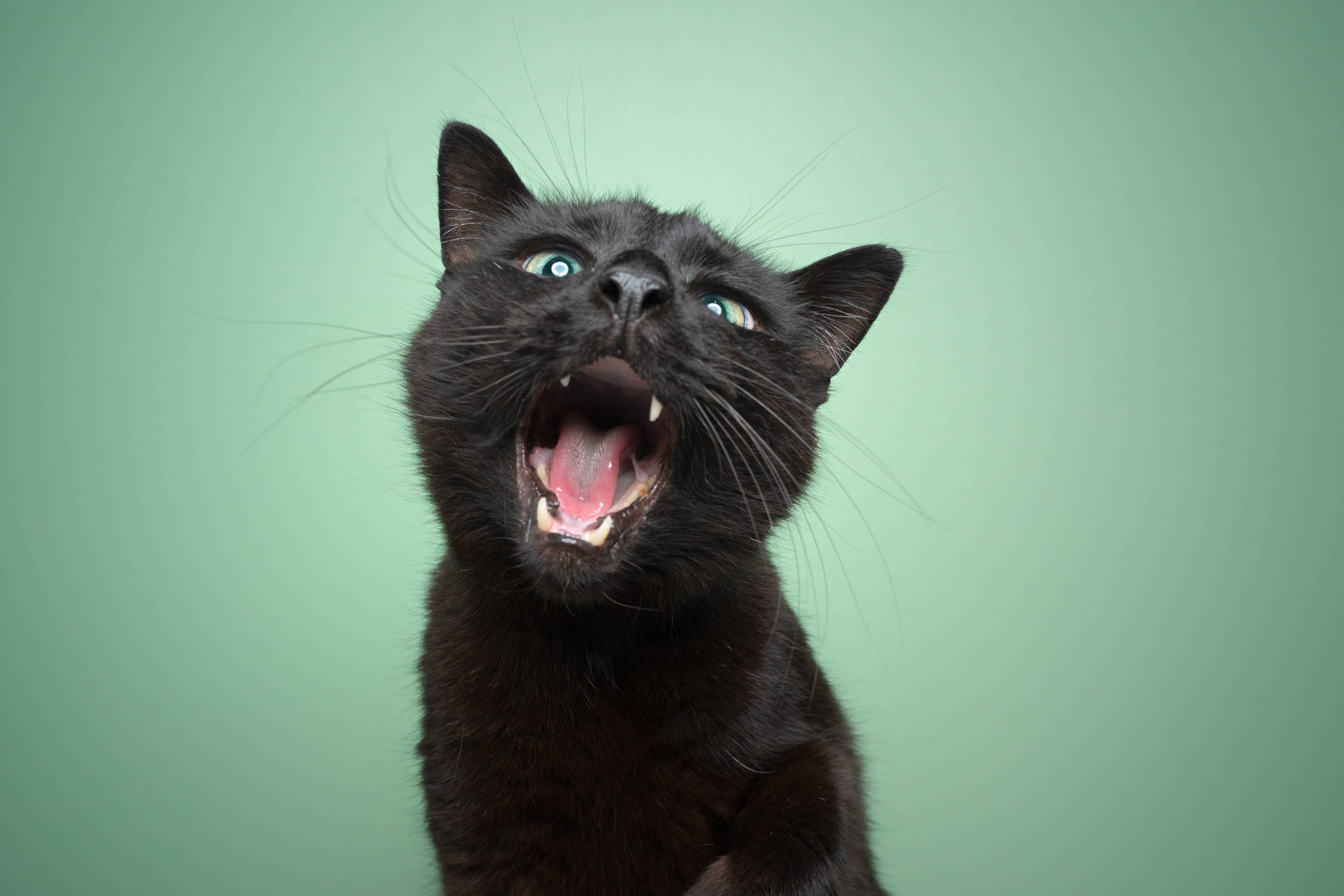 Chatty Black Cat Delivers Adorable 'Pawdcast' Like a Pro