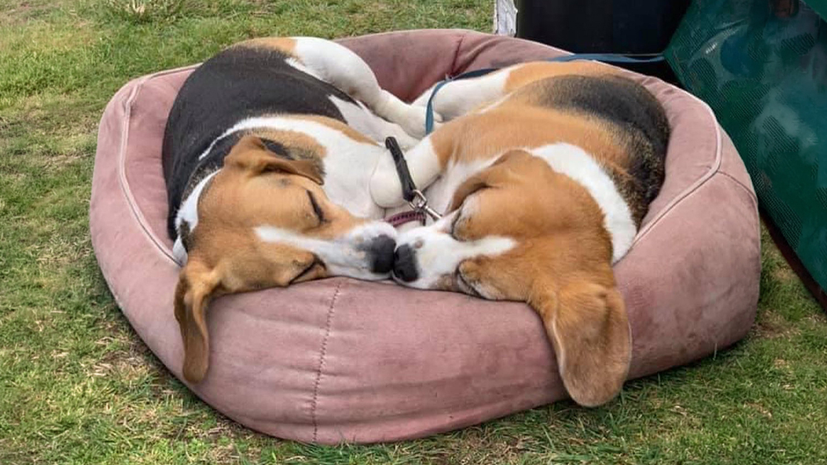 New Photo - 40 Puppies Caught In The Middle Of Their Sweetest Dreams, As Shared By This Page