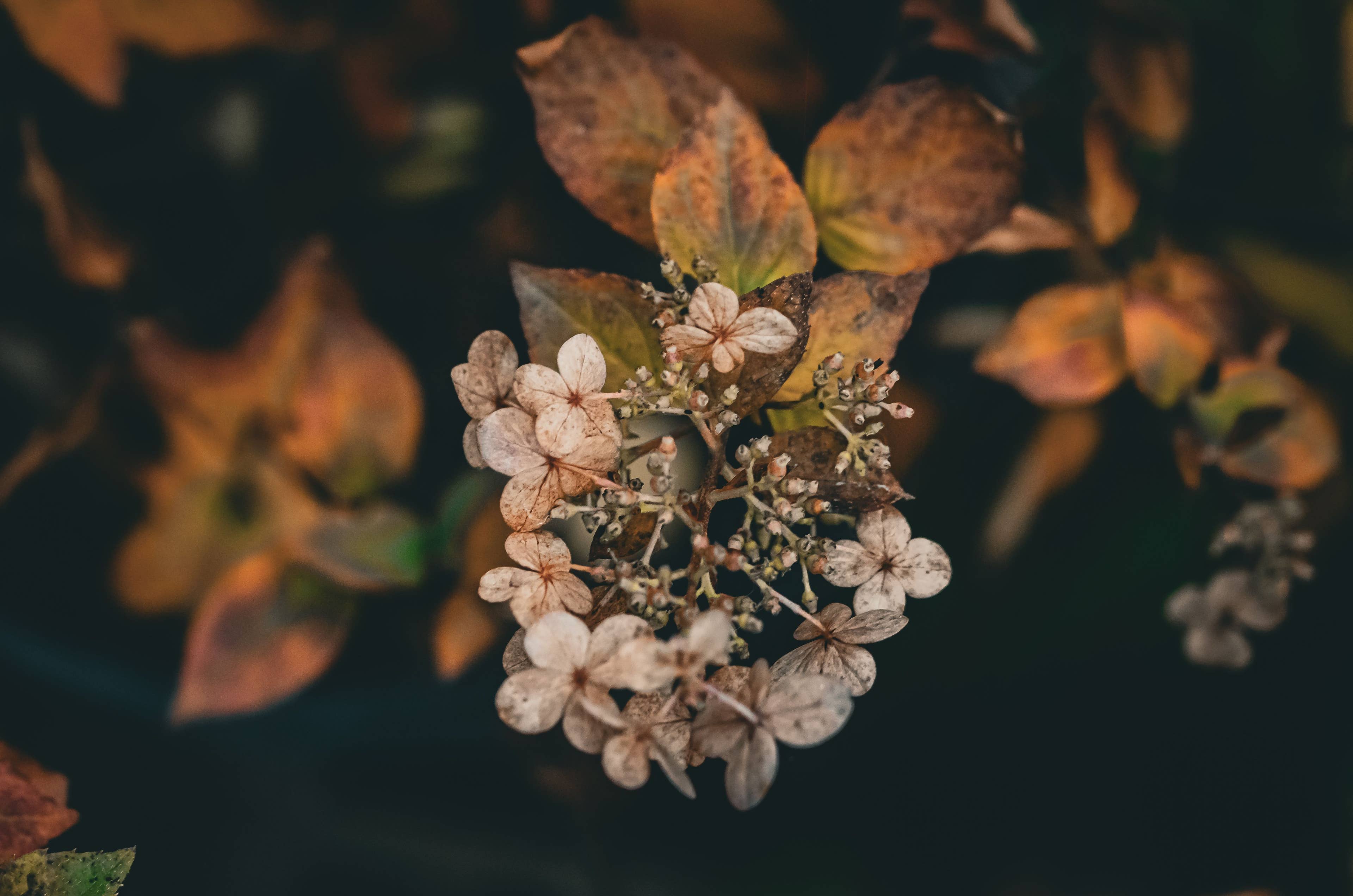 Why Fertilizing Hydrangeas in Fall Can Harm Next Year's Blooms
