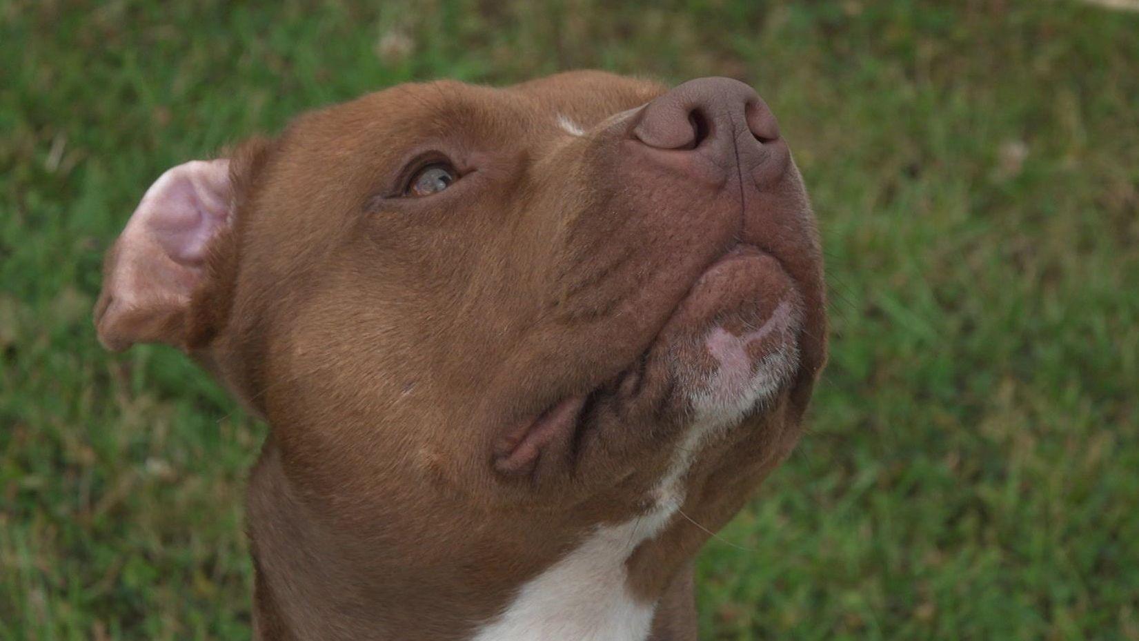 Big dogs face longer wait for homes, charities say