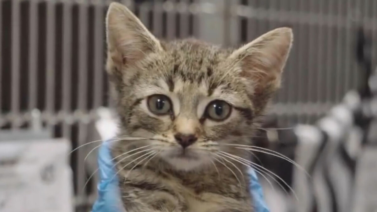New Photo - This Tiny Kitten’s Life Is Saved By A Dog’s Blood After Vets Run Out Of Options