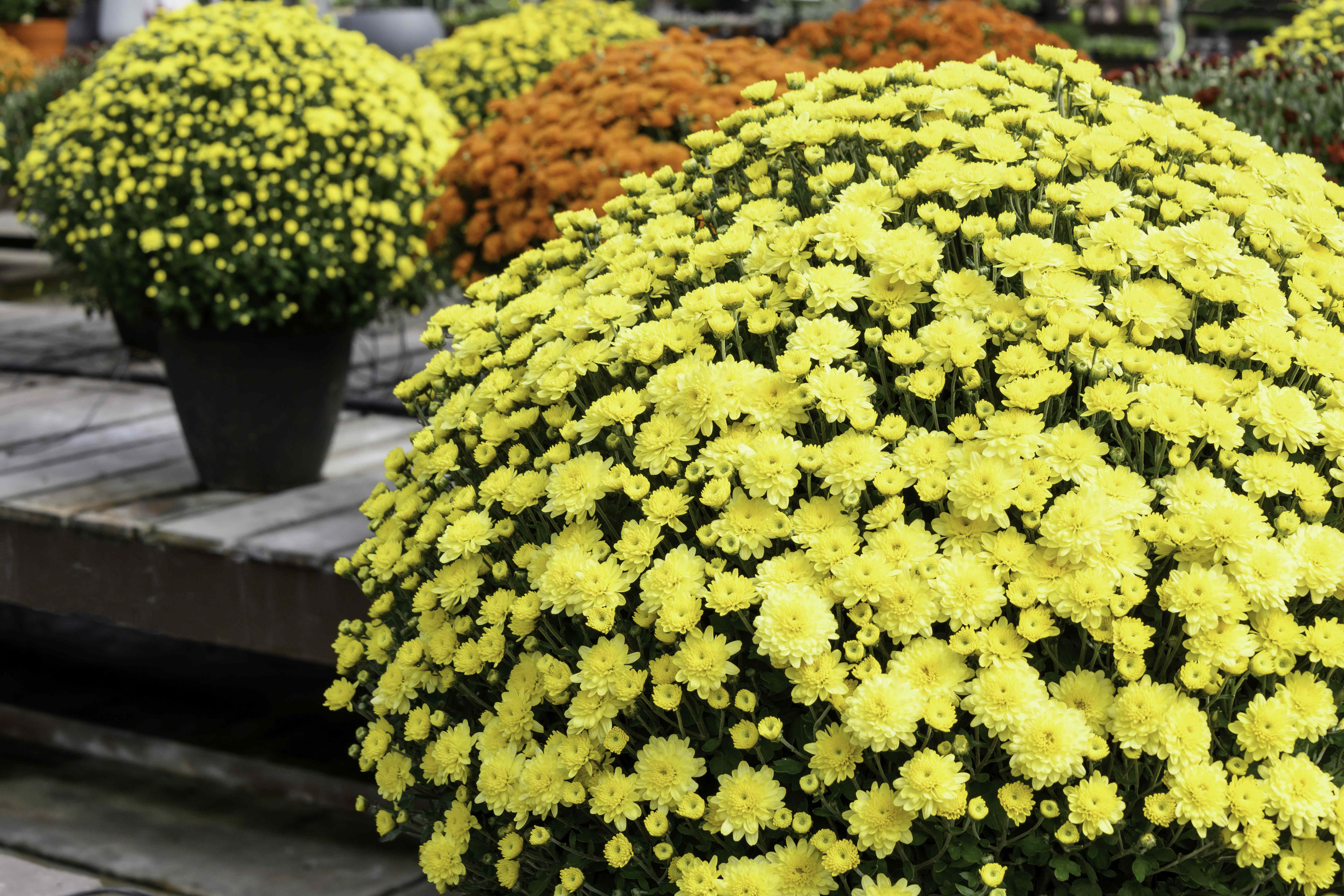 Do Mums Really Need Water Every Day? A Gardener Explains How Often to Water Them for Healthy Blooms All Fall