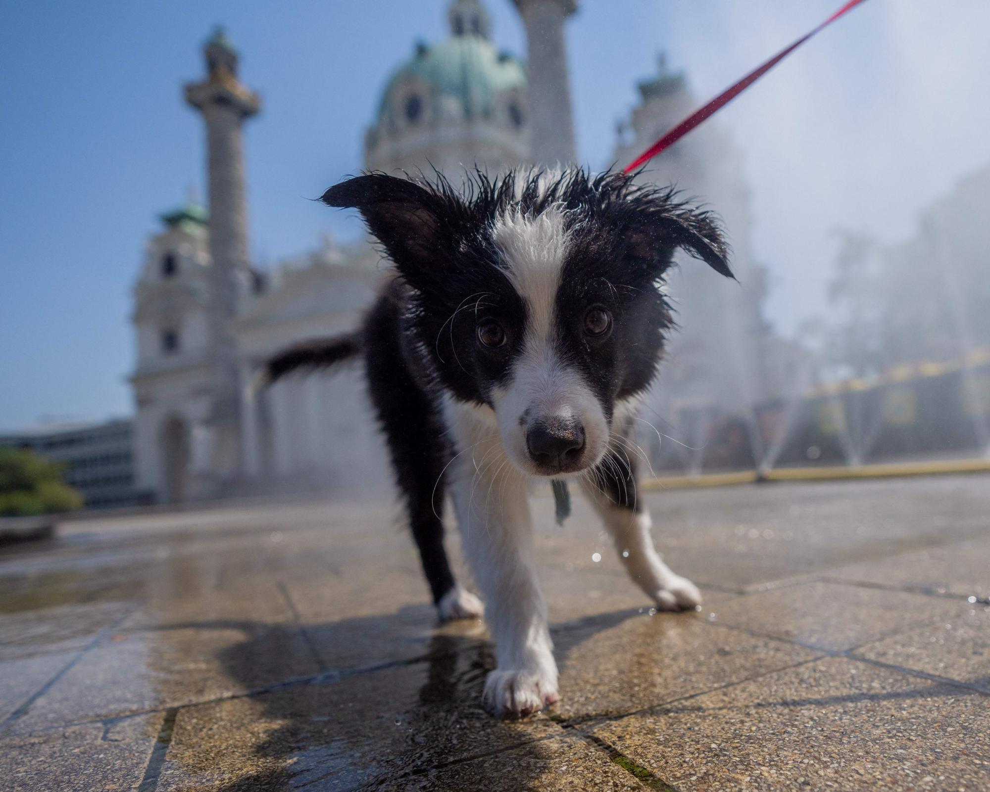 Bring a bottle: Viennese dog owners told to rinse pets’ urine from ...