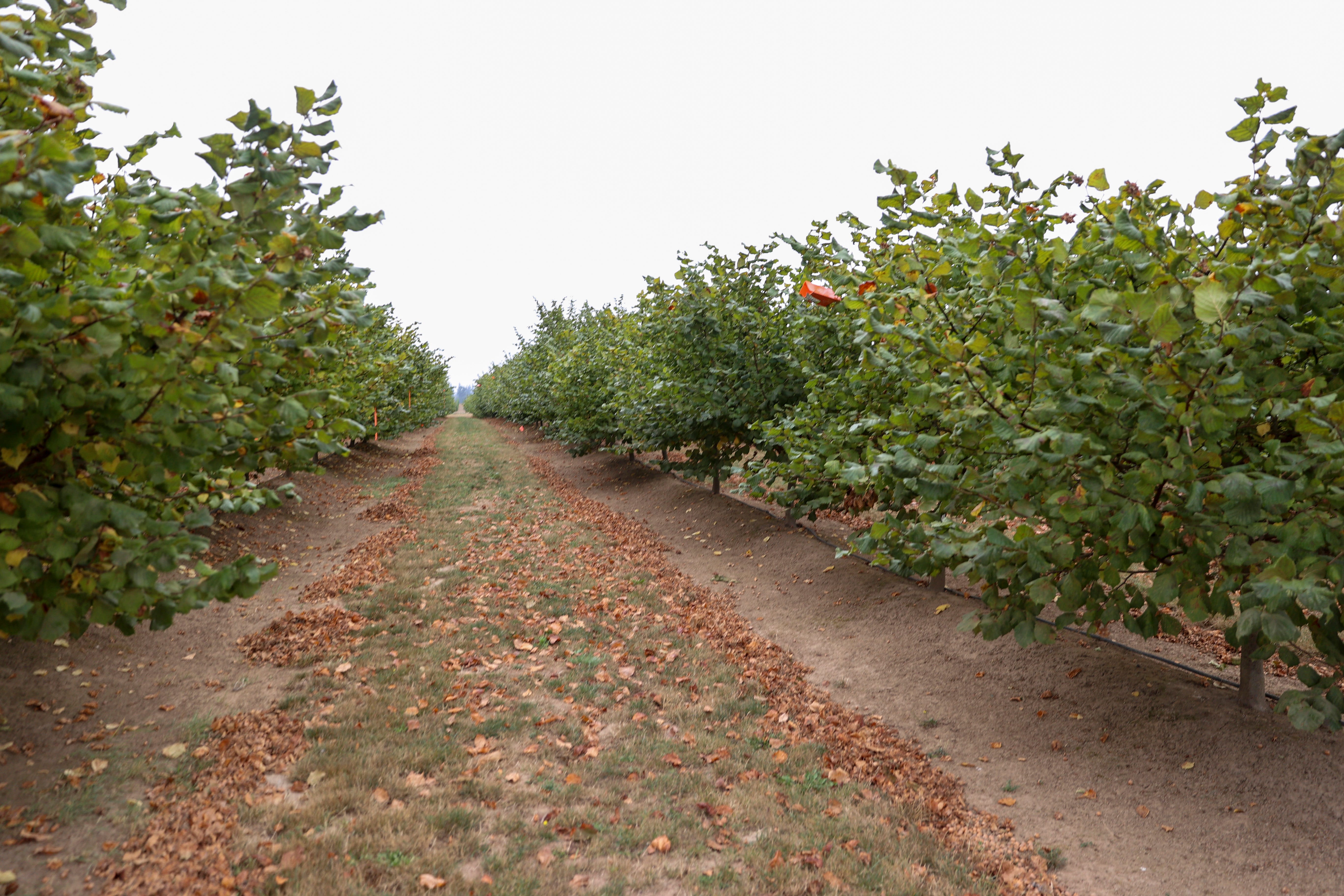 As hazelnut prices plummet, Oregon leaders ask USDA to buy surplus