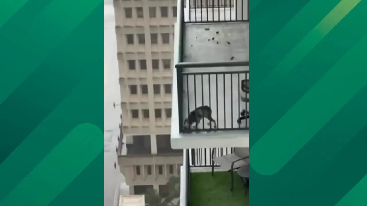 Miami High-Rise Dog Rescue Concludes With Owner Arrested on Animal ...