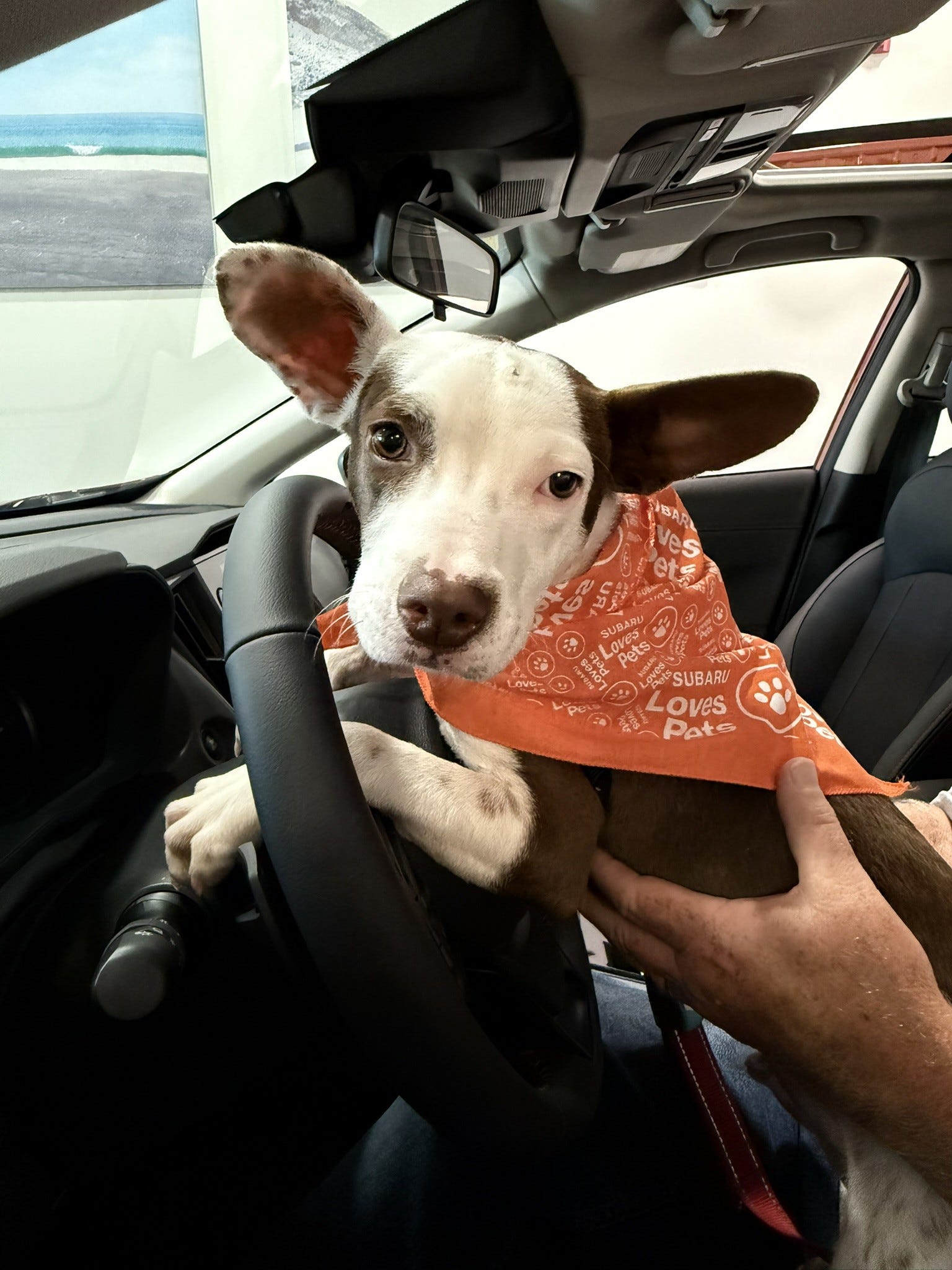 Animal Rescue League, Subaru to host Hyannis pet adoption event - AOL