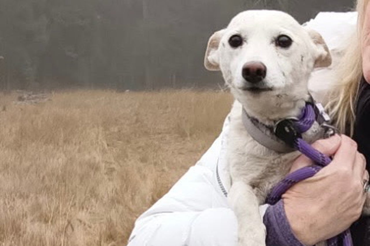 New Photo - Little dog lost in Yellowstone for over a month finally reunited with family after heartbreaking search