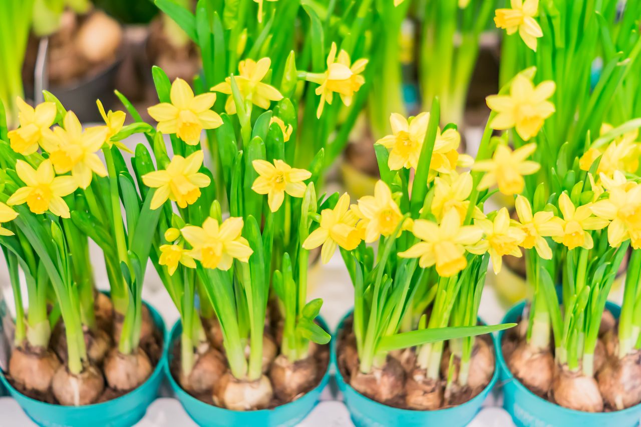 Why Planting Bulbs Is A Foolproof Gardening Project For Beginners - AOL