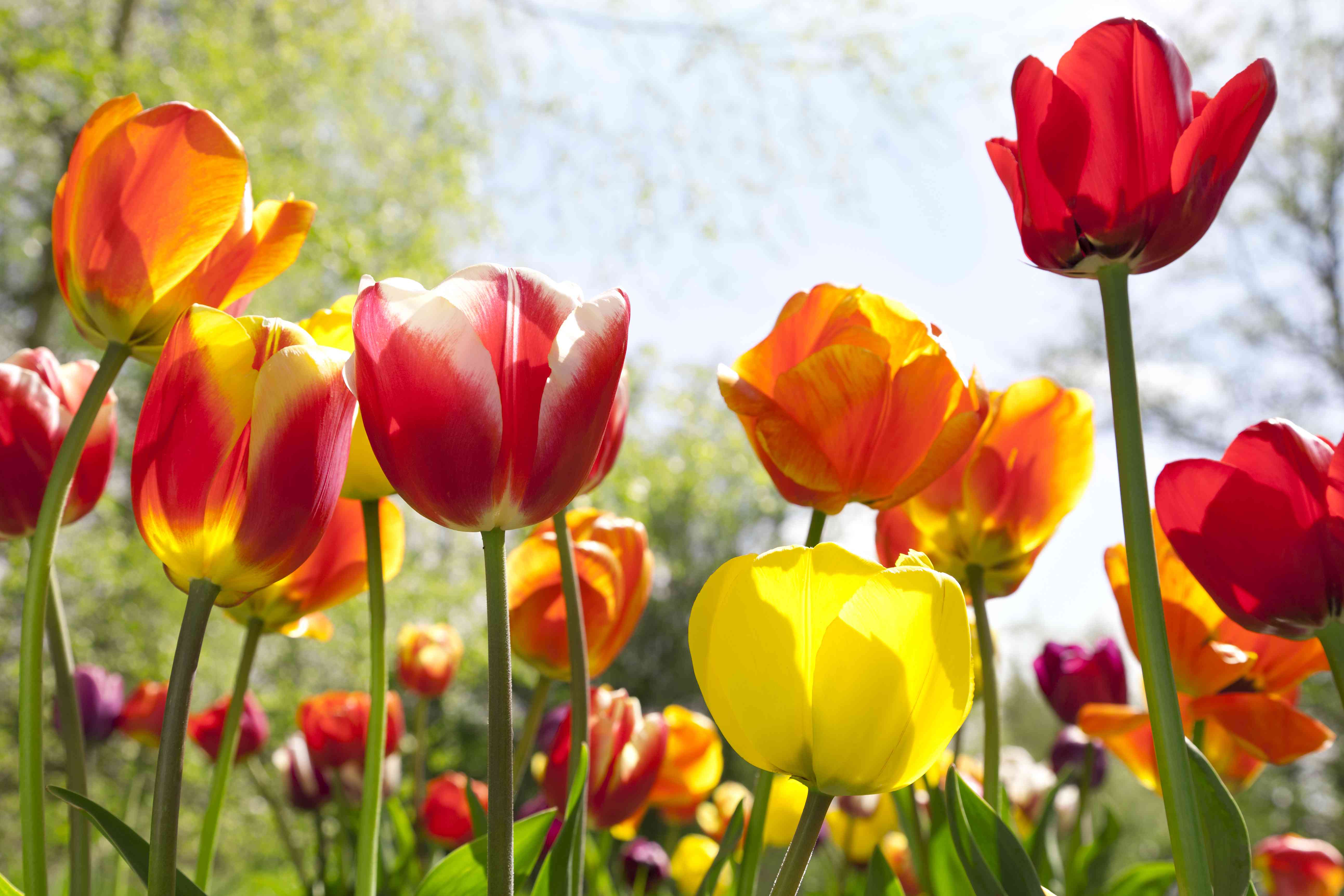 Why Planting Bulbs Is A Foolproof Gardening Project For Beginners - AOL