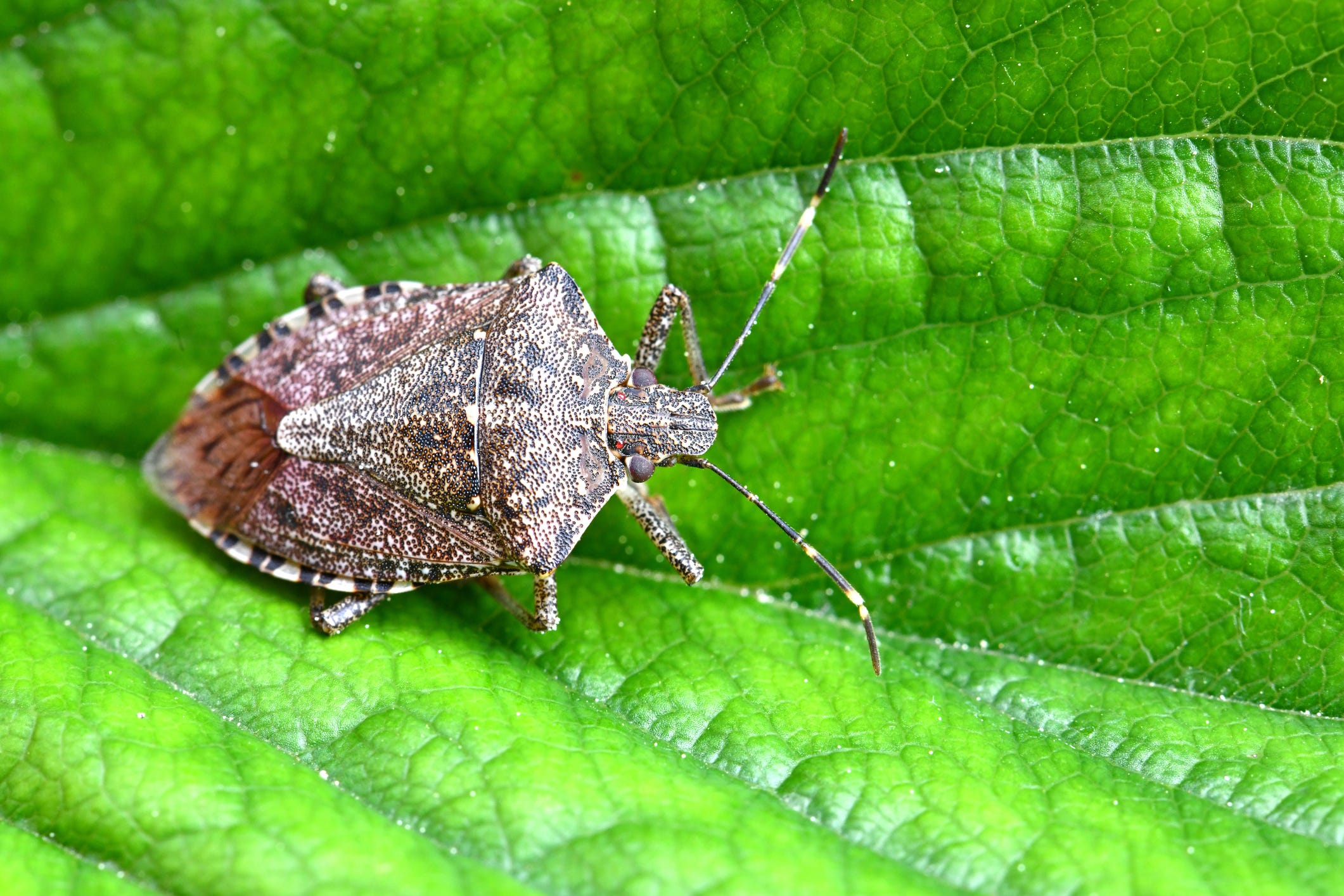 These 5 Bugs May Move Into Your Home This Fall—Here’s How to Get Them ...