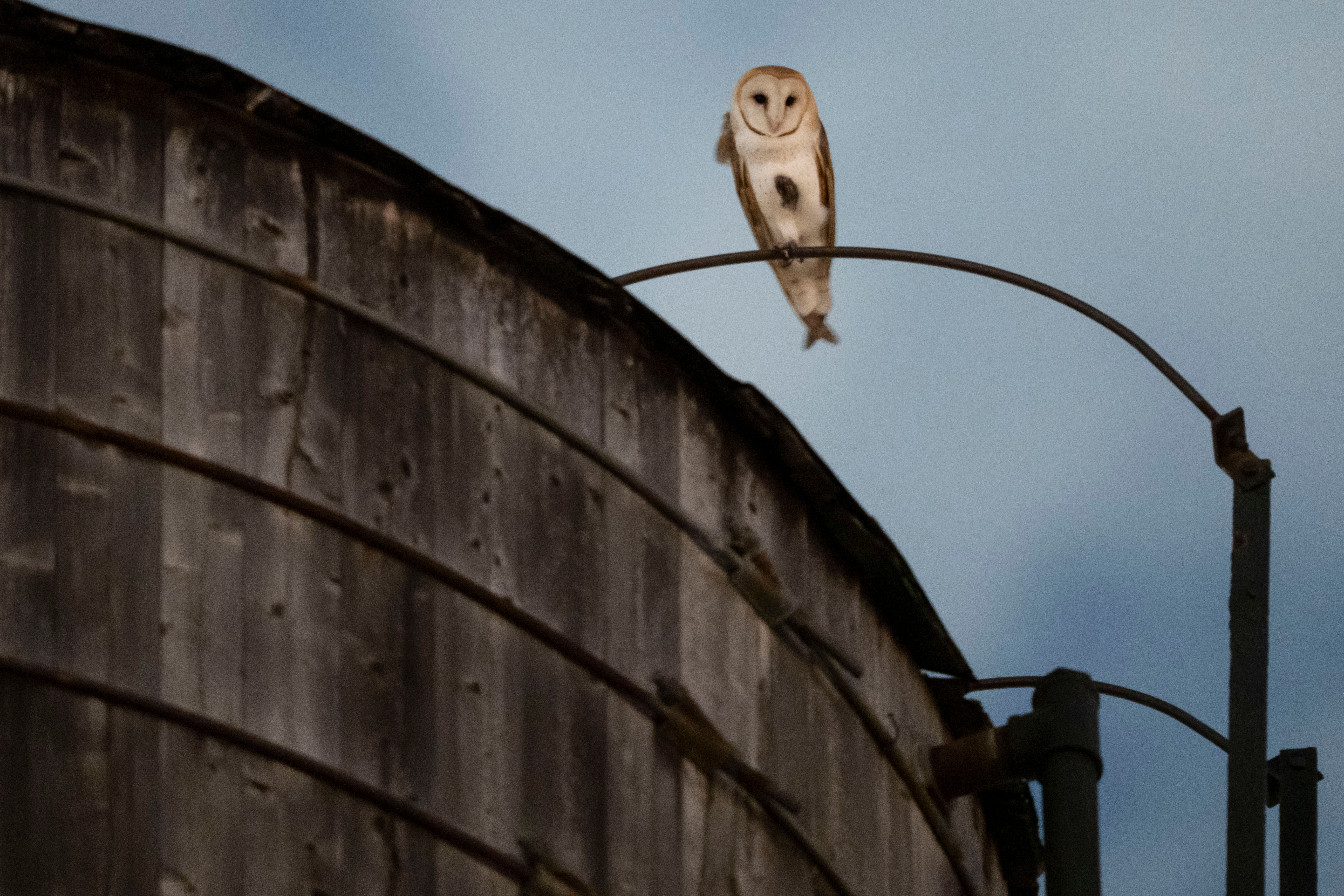 New Photo - A rare family of barn owls moved into Manhattan's Upper West Side. New Yorkers are captivated