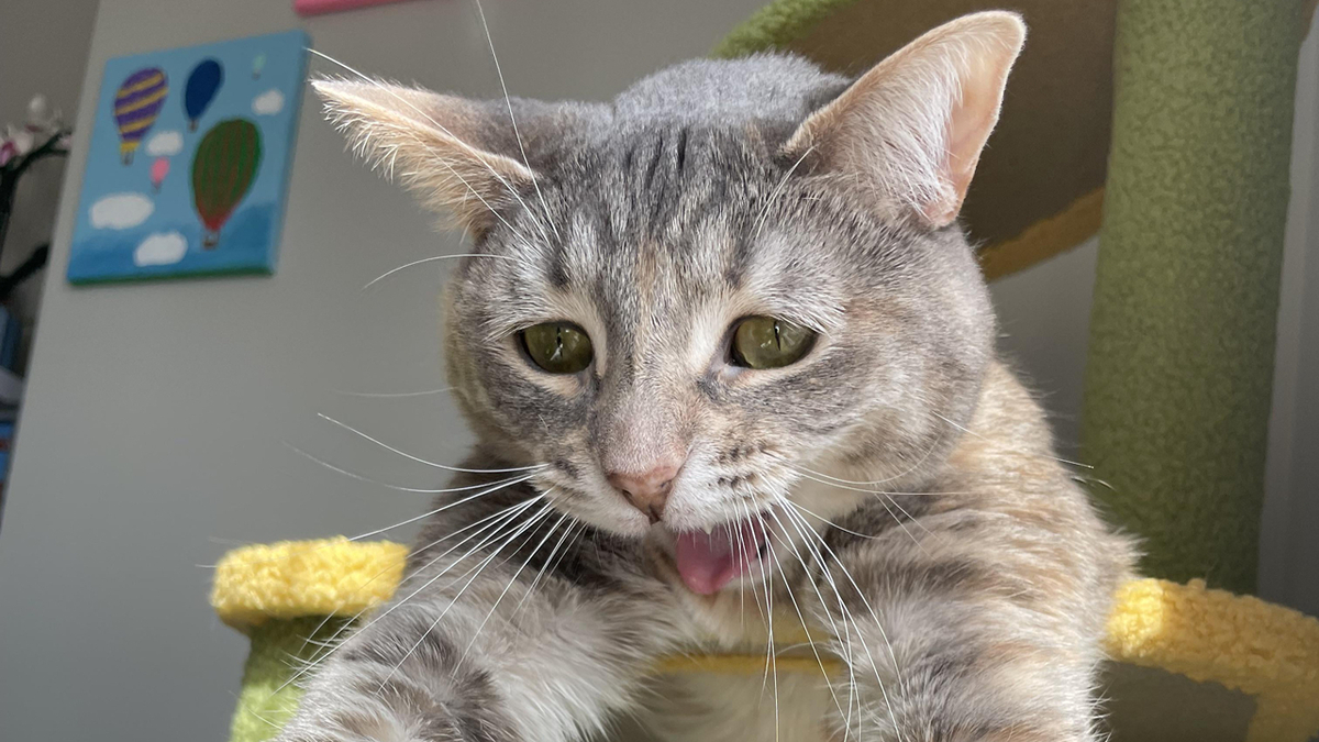 New Photo - 77 Cat Owners Share Their Pets’ Most Majestic Photos Next To Their Least Flattering, And It’s Hilarious