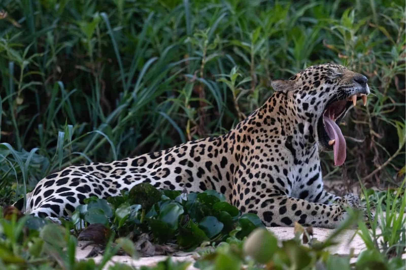 A Jaguar Was Caught On Camera In Guatemala, A Sighting Conservationists ...