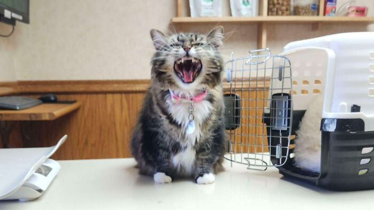 New Photo - 80 Hilarious Cats Caught Meowing Like Their Lives Depended On It (New Pics)