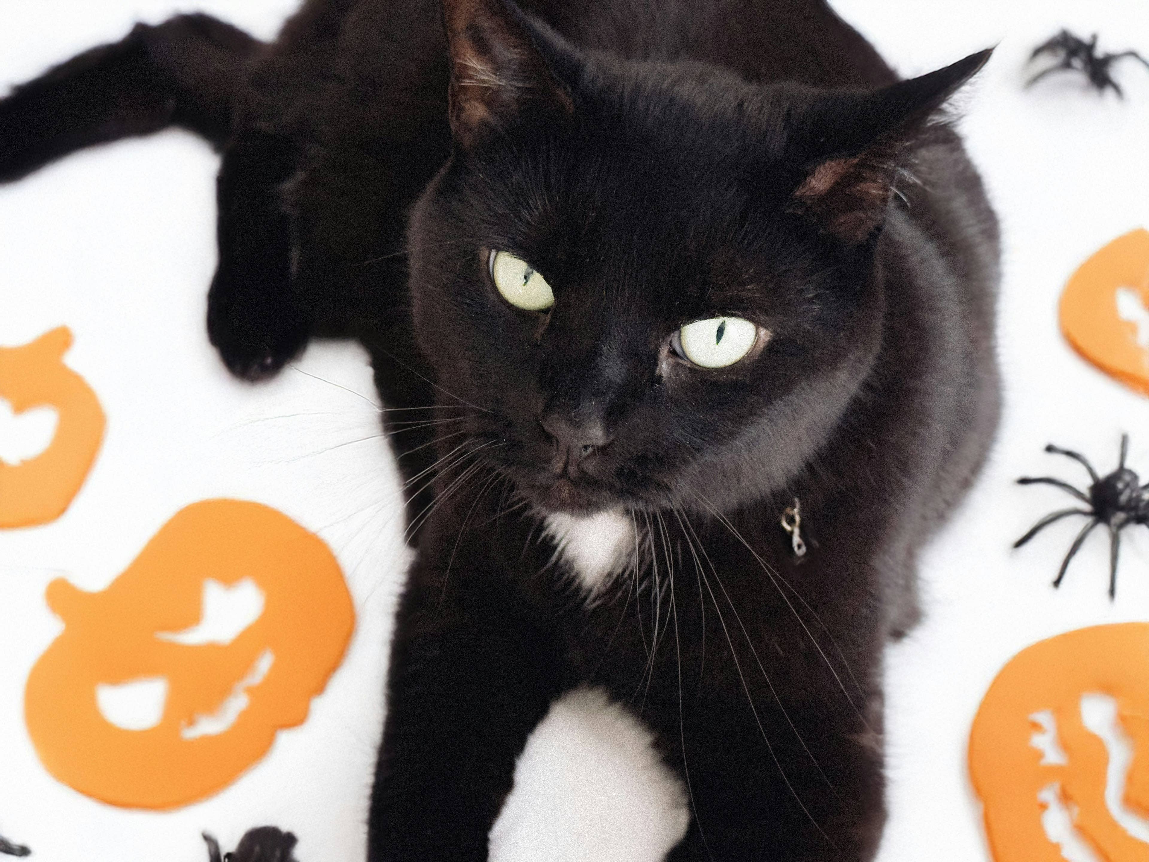 New Photo - Black Cat Is 'Working Overtime' Making Pumpkin Biscuits for Halloween