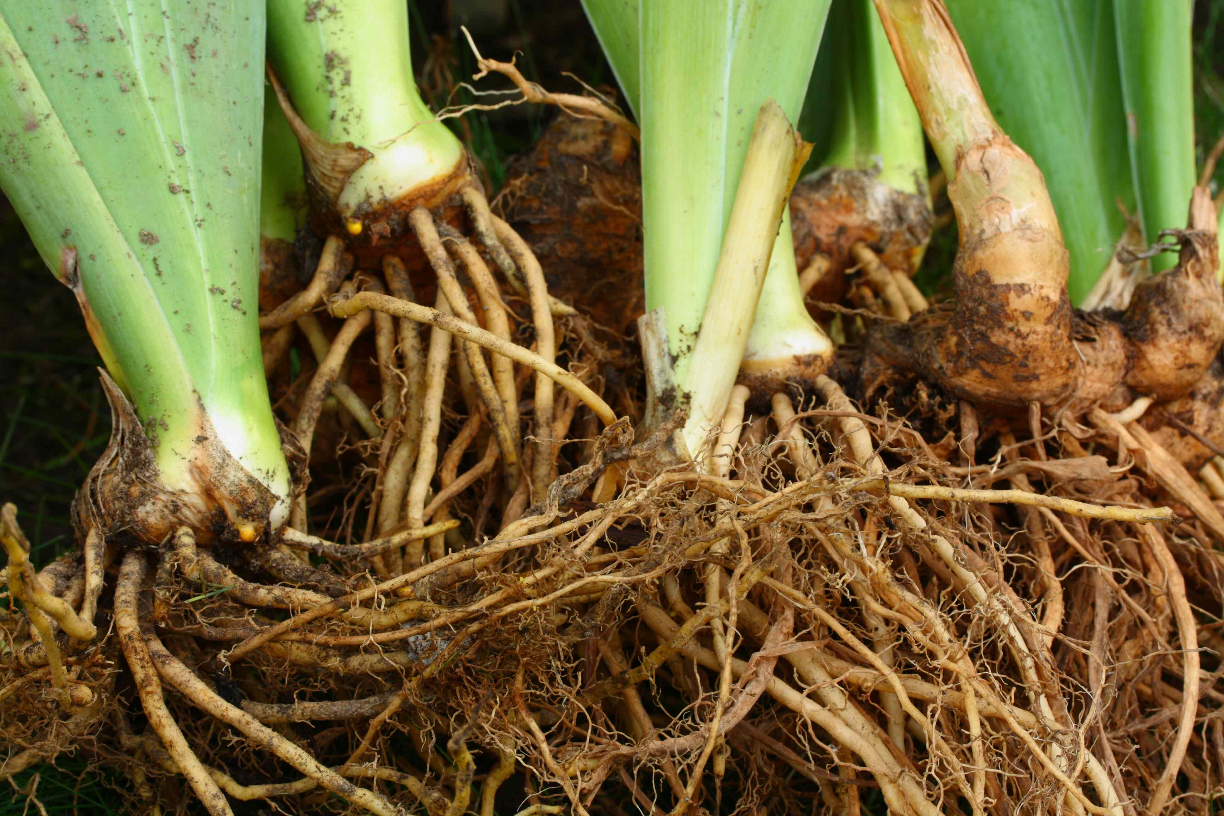 Should You Divide Irises in the Fall Or Wait Until Spring? We Checked With a Gardening Pro to Get the Timing Just Right
