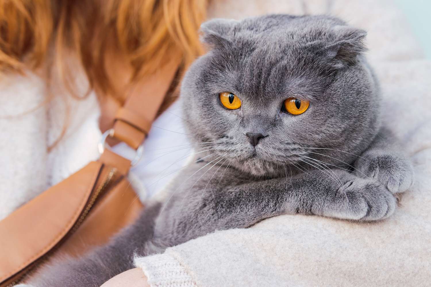 Woman Thought It Would Be ‘Cruel’ to Not Let Her Cat Roam Free. Then He Almost Lost an Eye