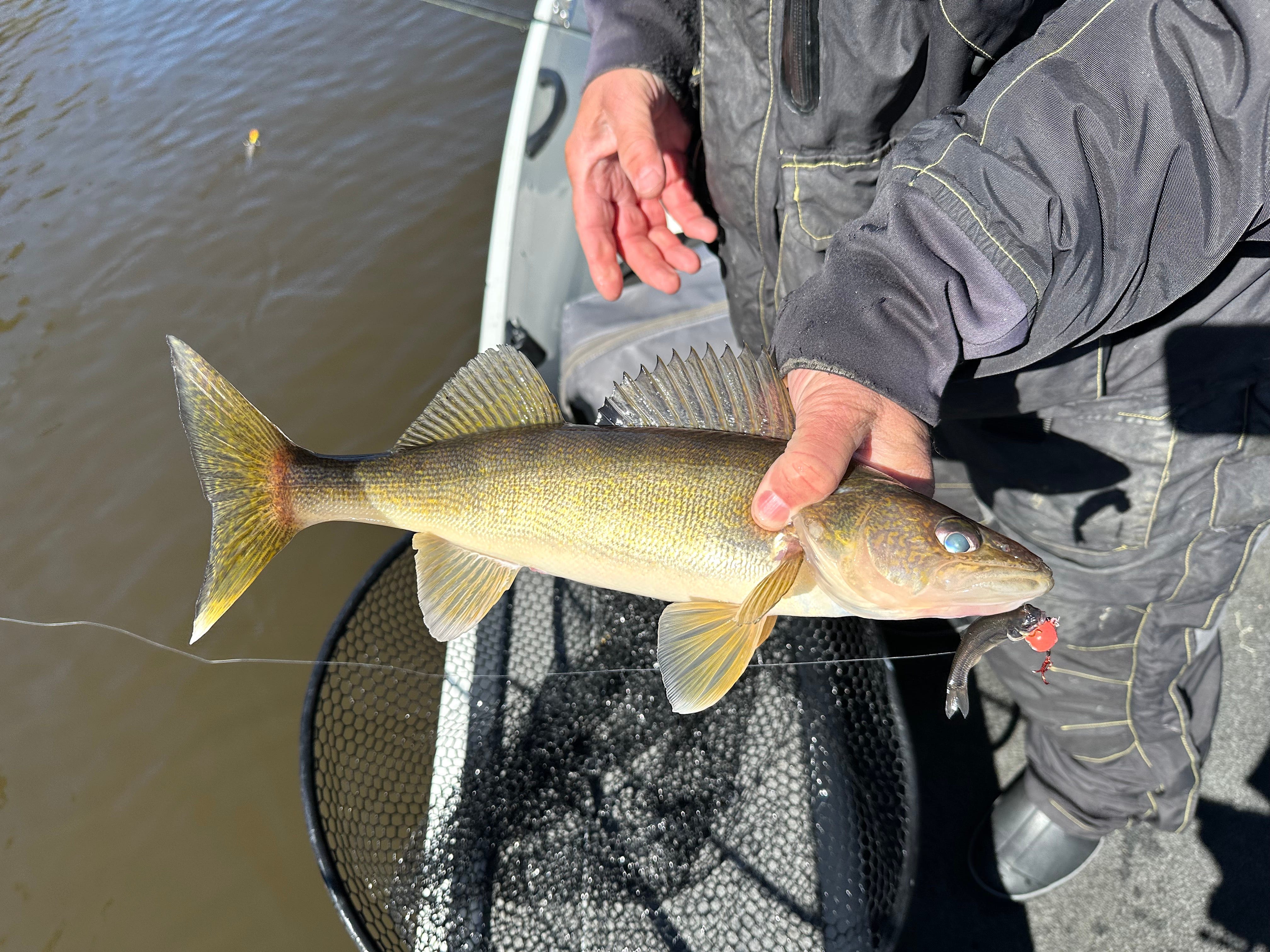 Lake Erie walleye numbers are booming again