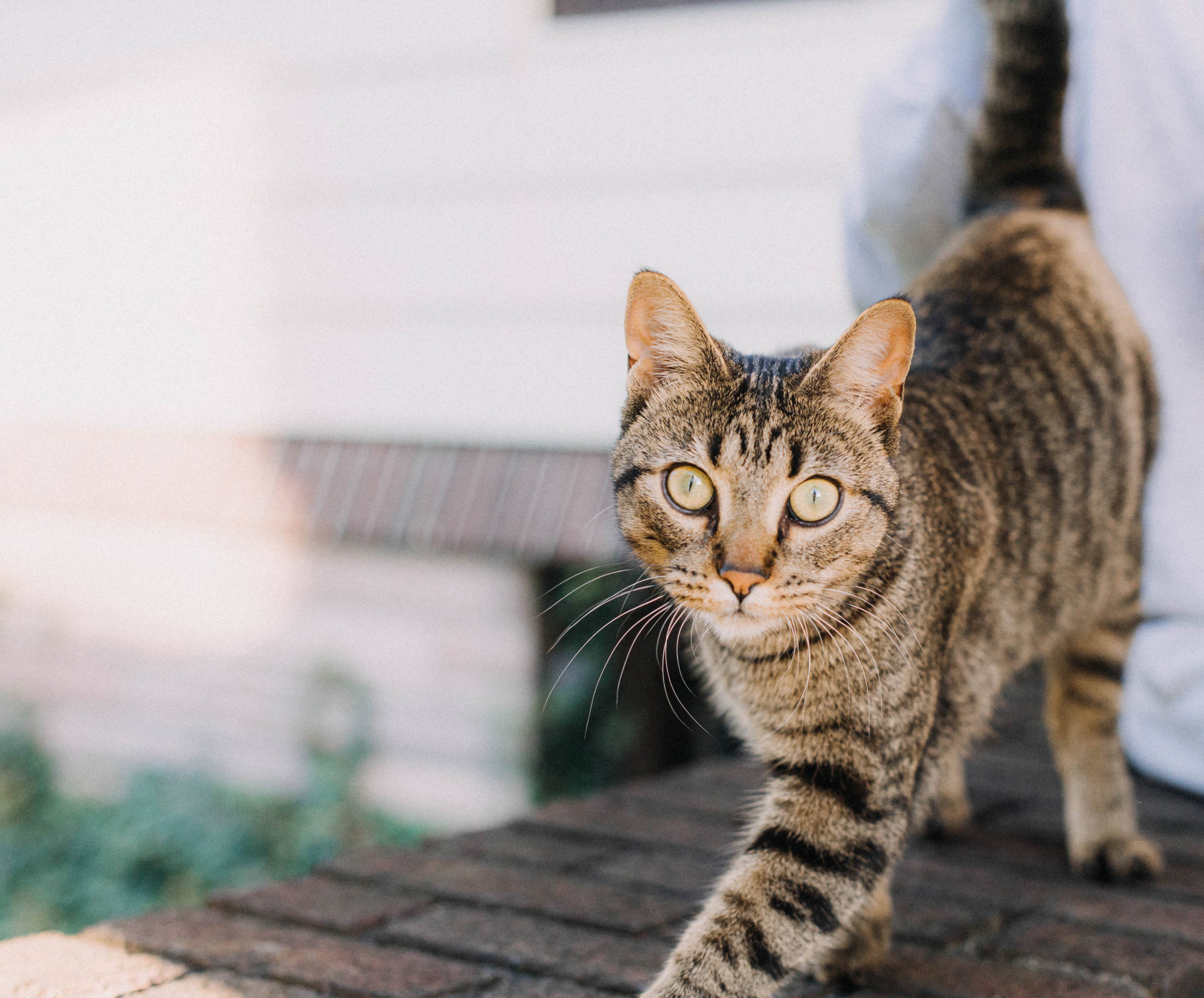 New Photo - Wobbly Cat Makes His Way Toward Neighborhood Kitties, and the Sweet Little Journey Is Everything