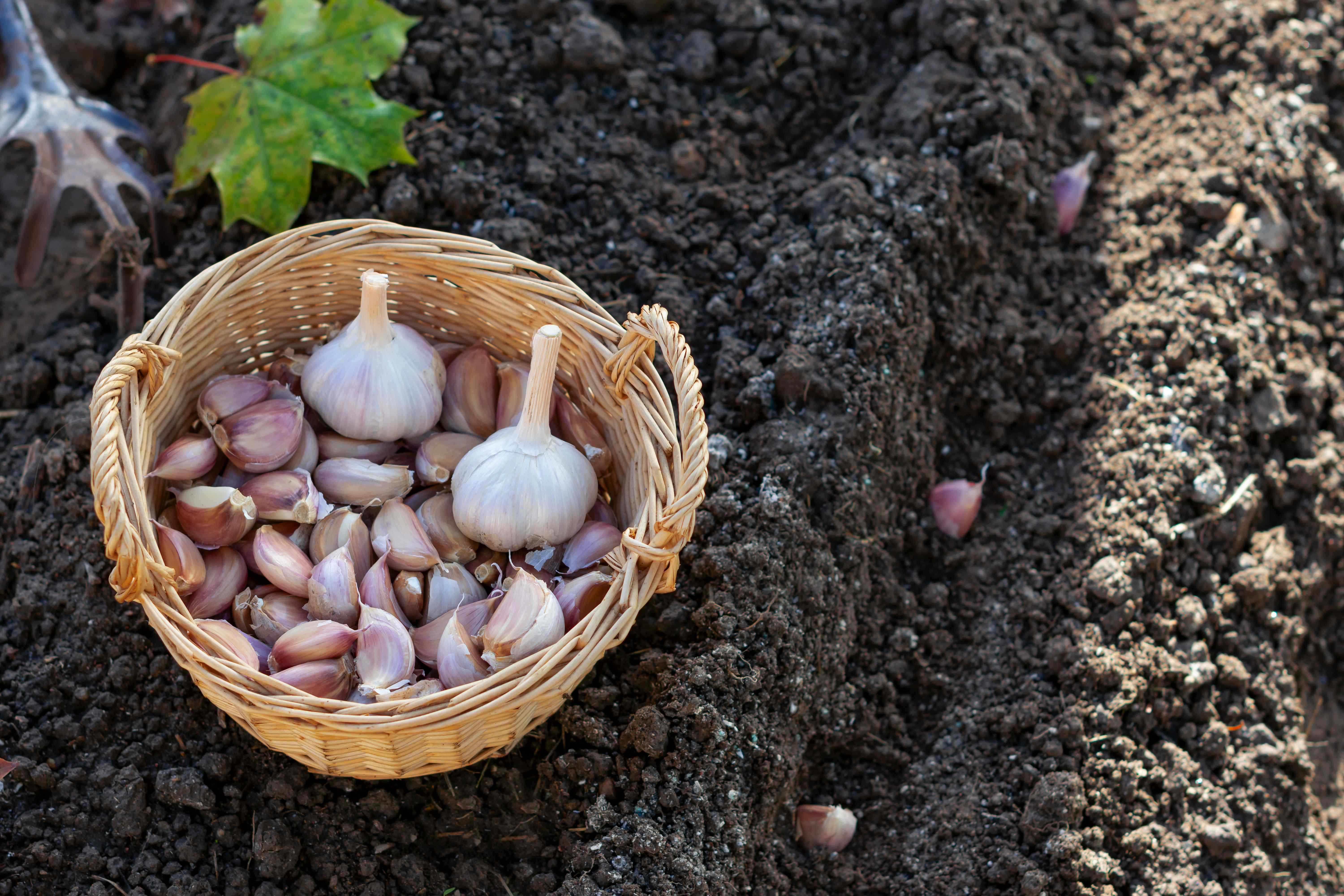 Want Tastier Garlic Bulbs Next Year? Garden Pros Explain How to Care for Your Plants This Fall for a Better Harvest