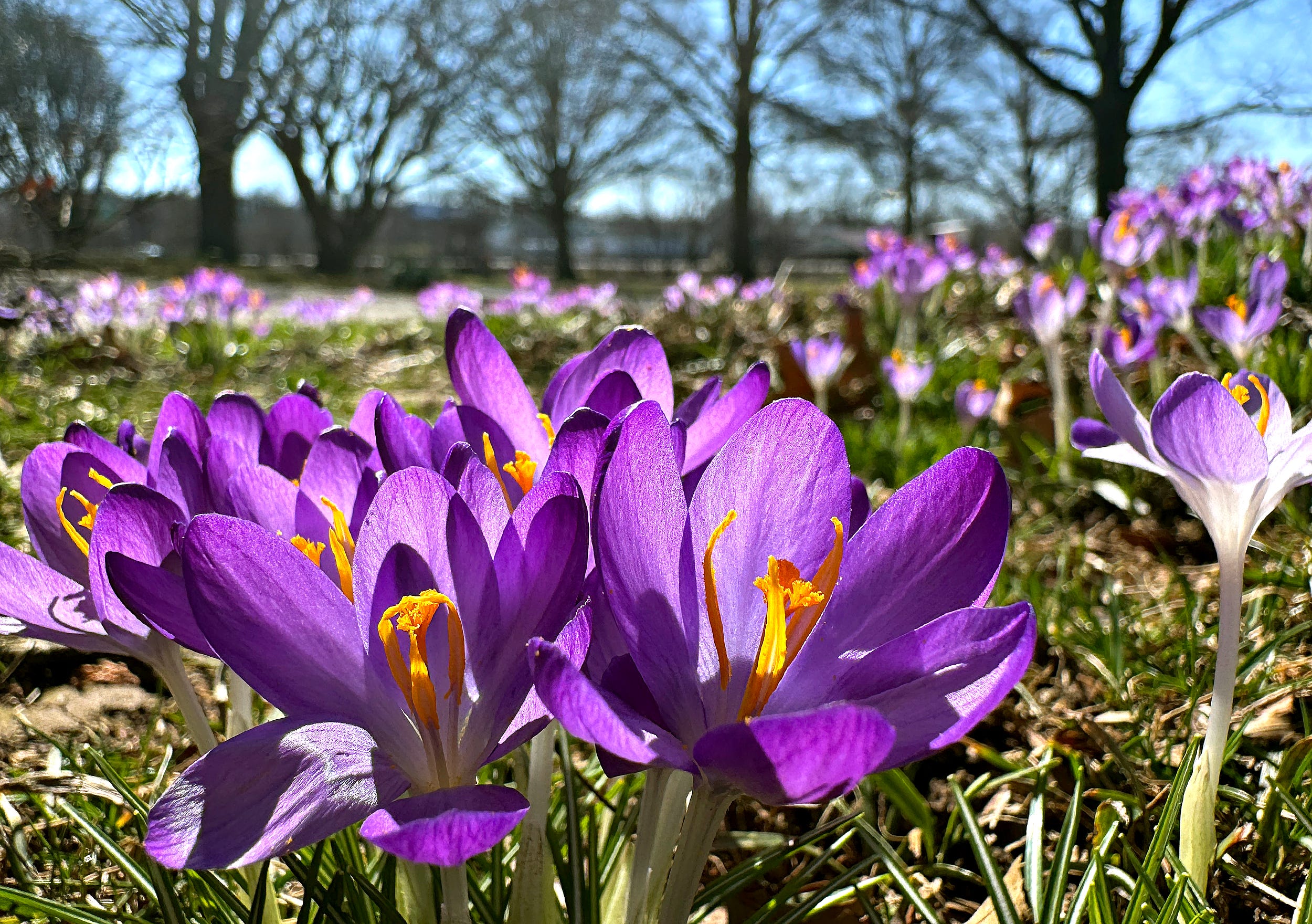Fall is the time of the year to plant crocuses | Garden column - AOL