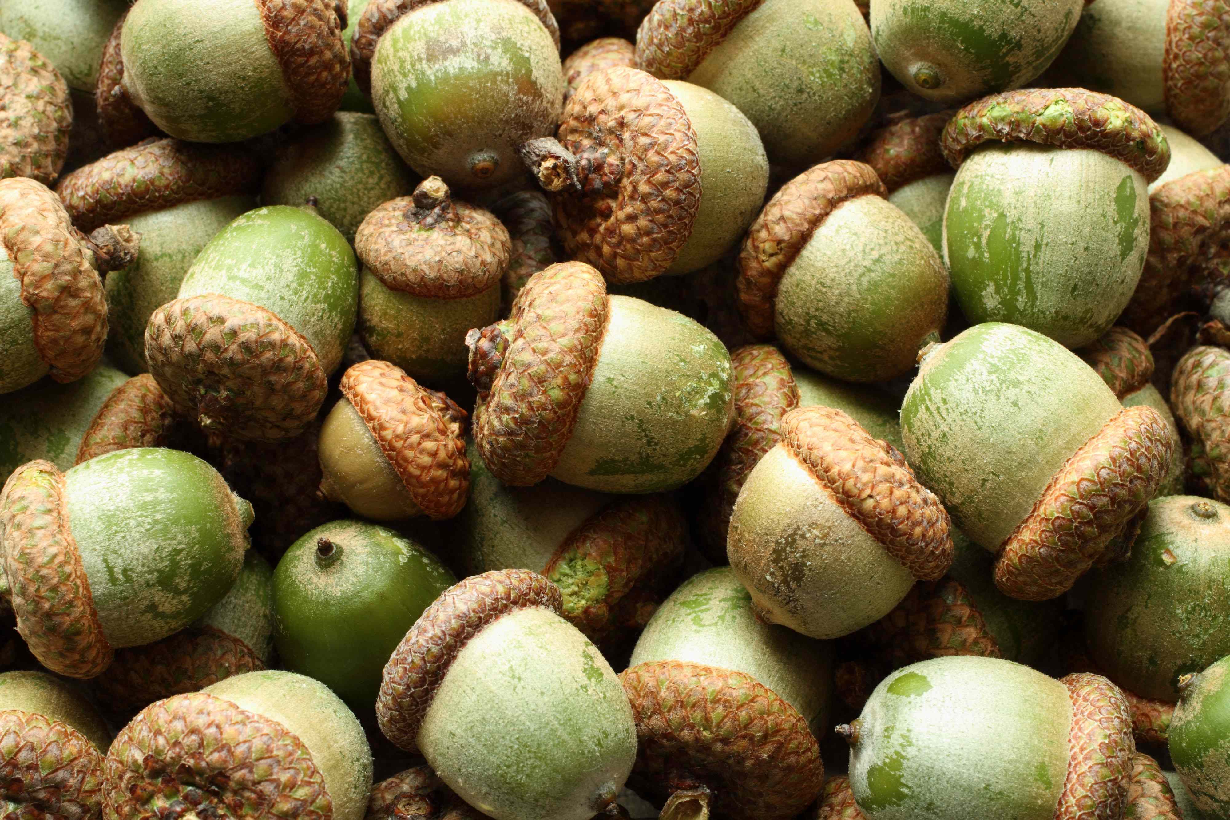Acorns Are Making Their Way Back Into Kitchens. Here's What Dietitians Want You to Know