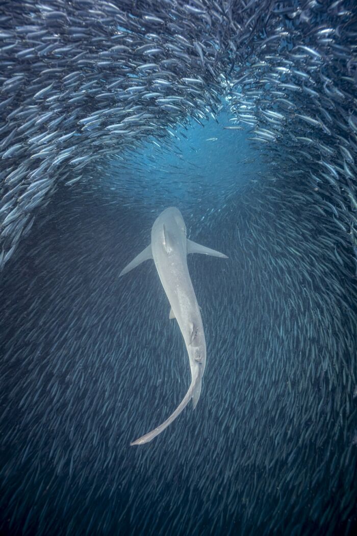 45 Award-Winning Wildlife Photos That Reveal The Beauty Of Our Natural ...