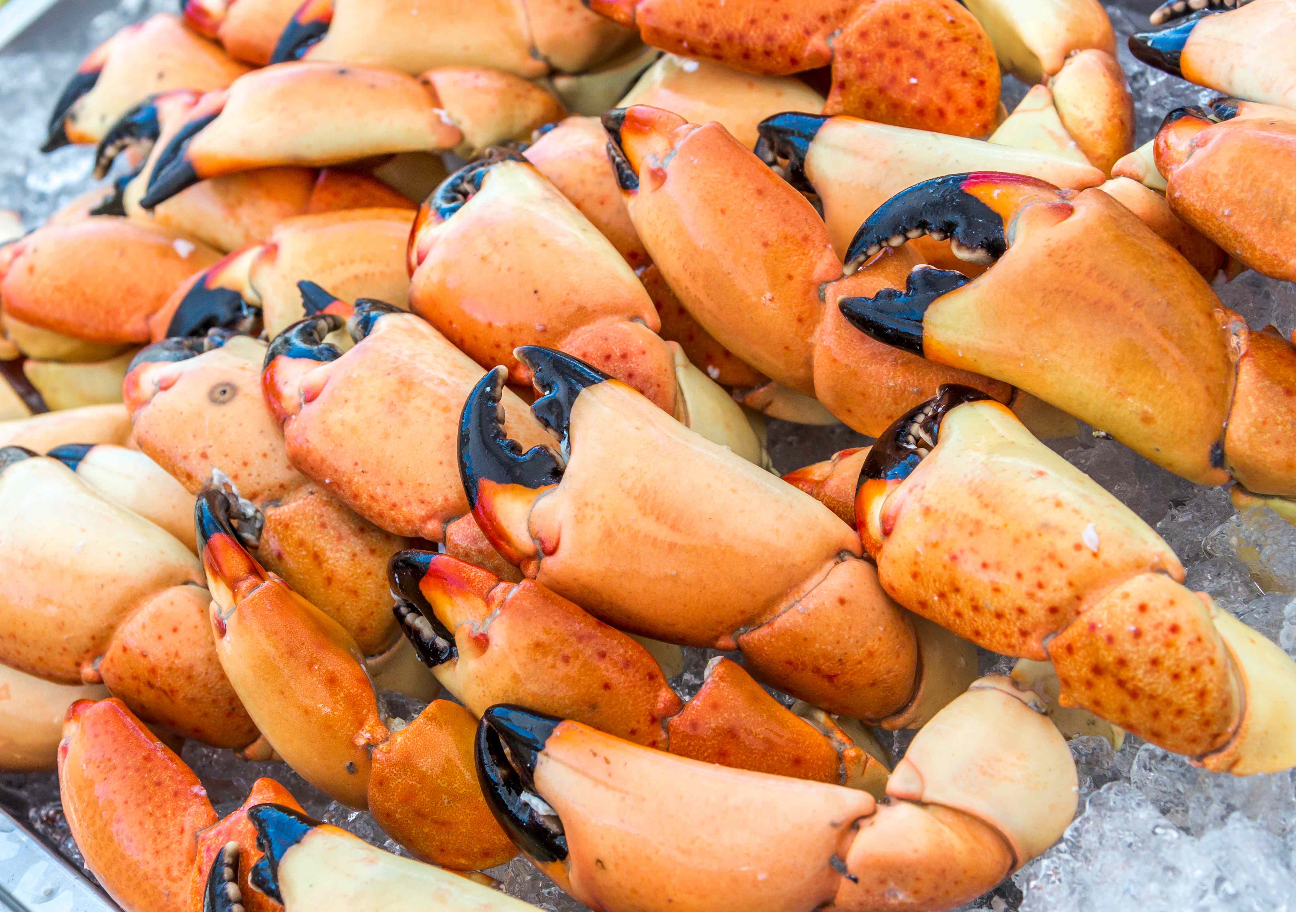 Why Stone Crab Claws Come In So Many Sizes—And Which Ones Are Worth The Money