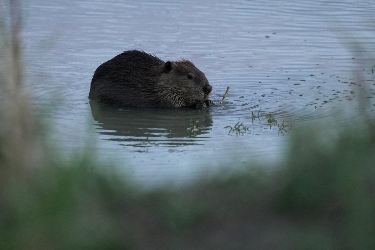 River Structue How beaver 'starter homes' are solving a pressing problem in US rivers ...