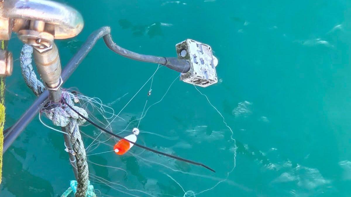 Ports calls for responsible fishing around harbour