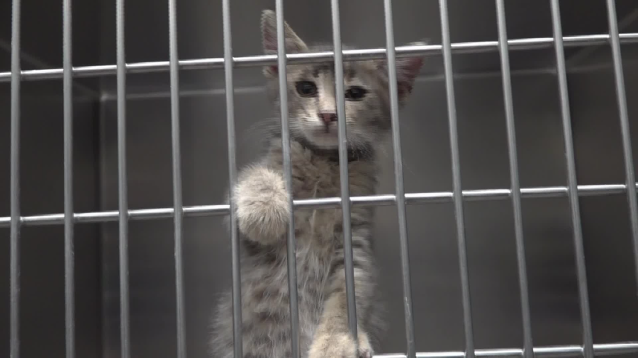 Tiny paws, big needs: foster volunteers needed for kittens - AOL