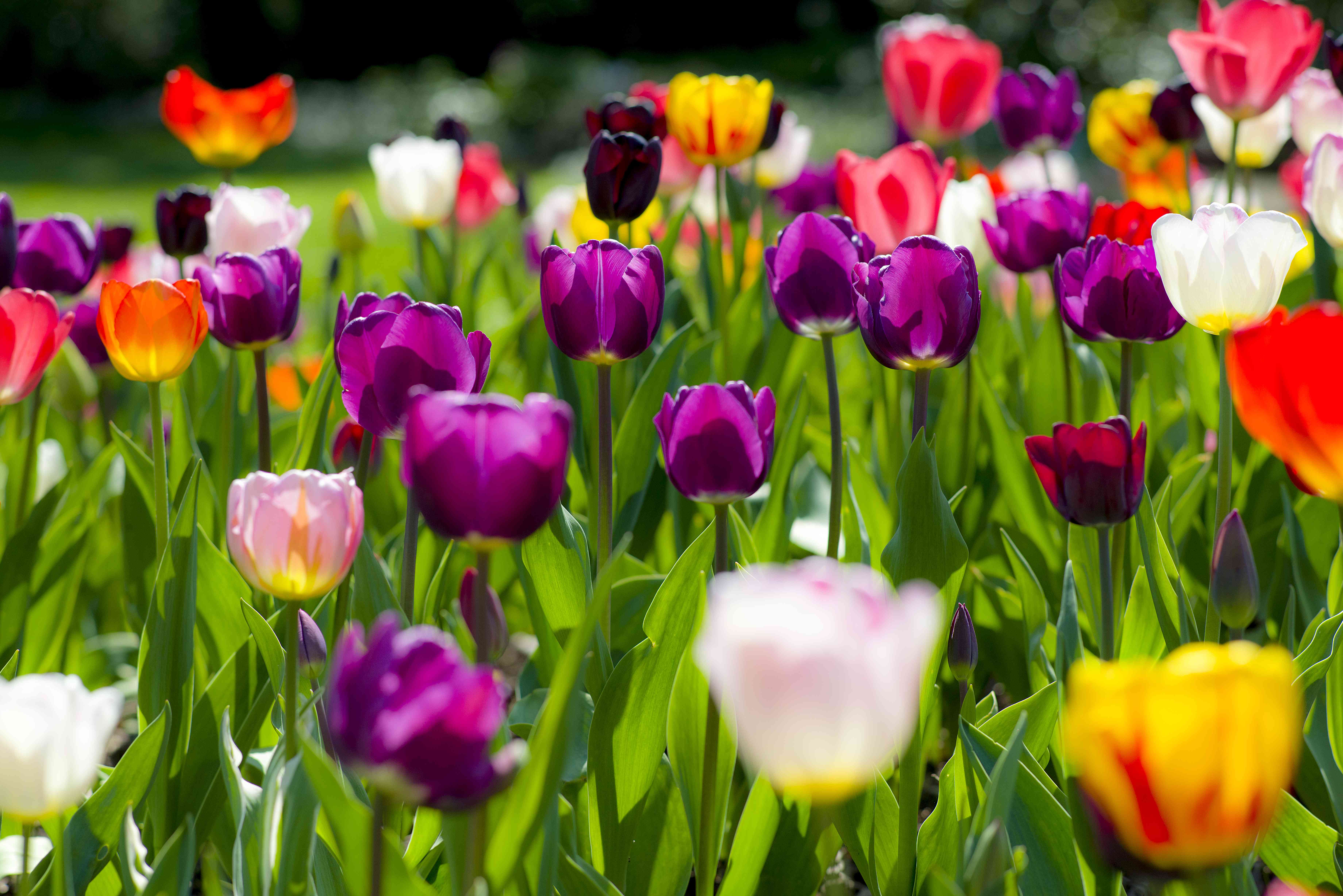 The Best Time To Plant Tulips For Gorgeous Spring Blooms
