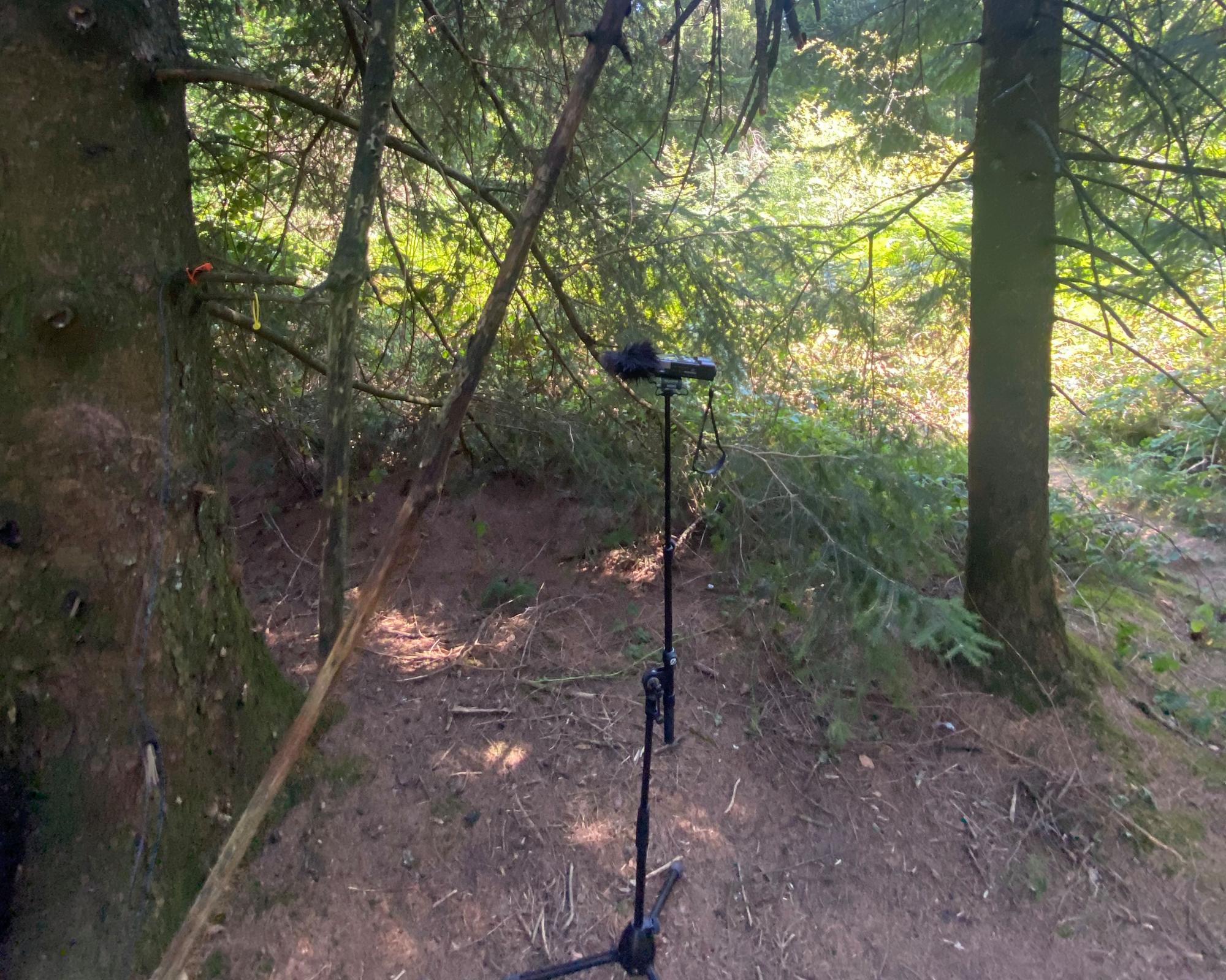Listen for Lanny: can Max Porter's mythic tale be heard in this woodland?