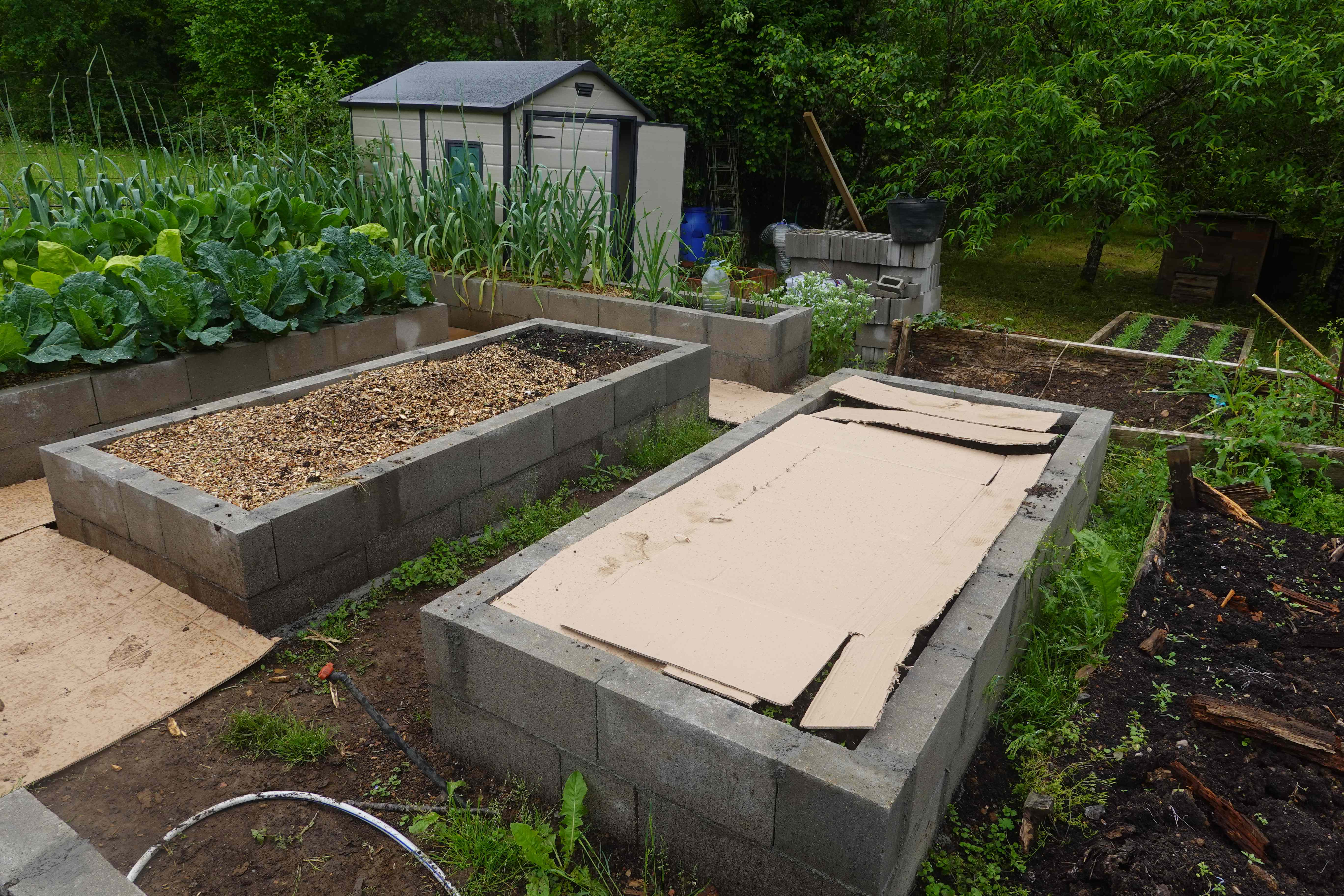 Why Some Gardeners Put Cardboard Over Their Gardens in Fall—and When You Should Try It