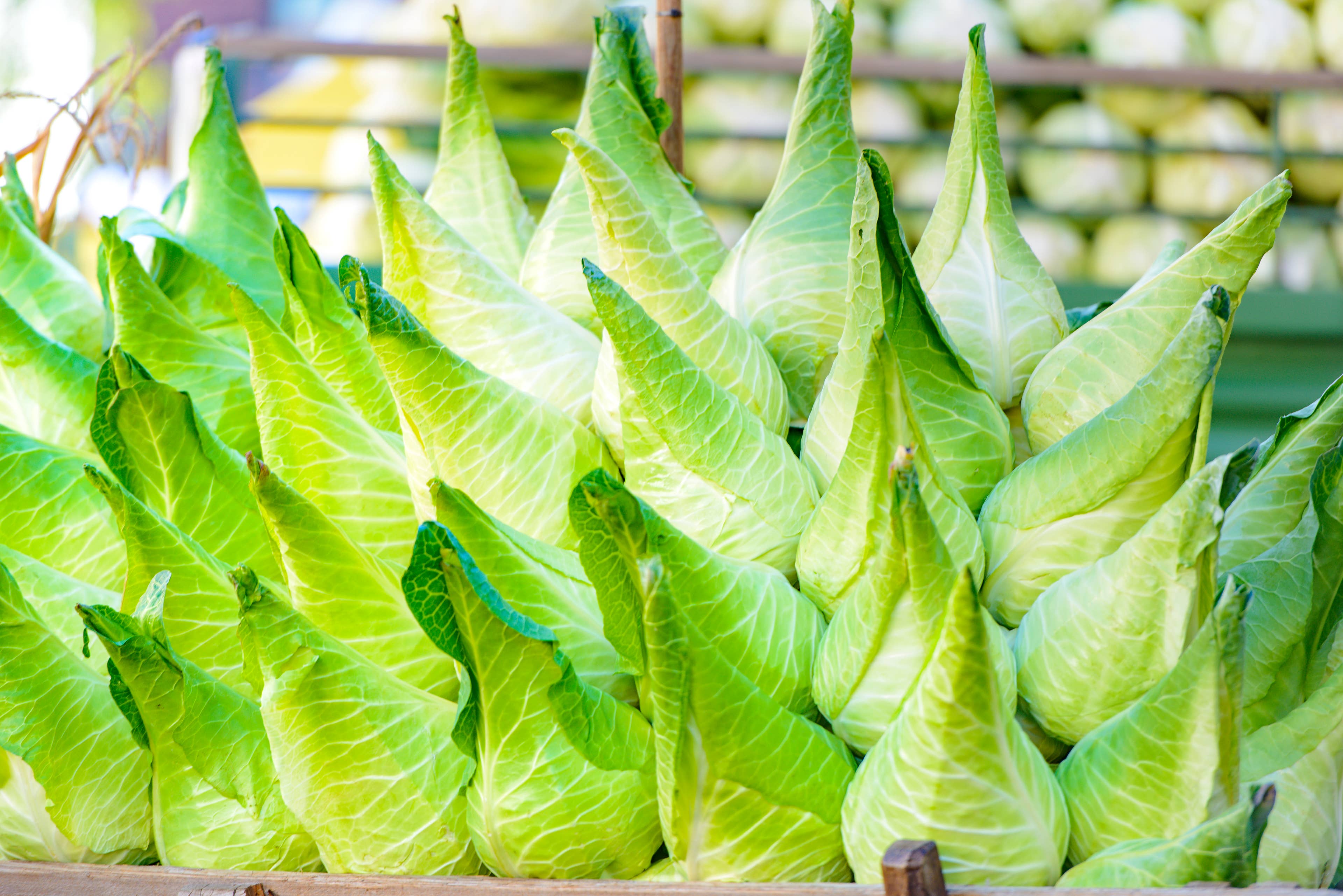 12 Types of Cabbage and How To Use Them Beyond Coleslaw - AOL