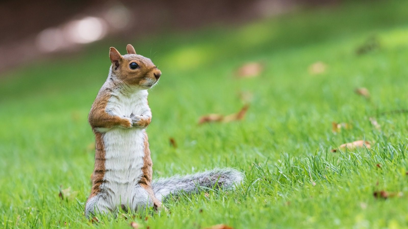 A Must-Try Trick For Keeping Squirrels Away From Your Freshly Planted Fall Bulbs