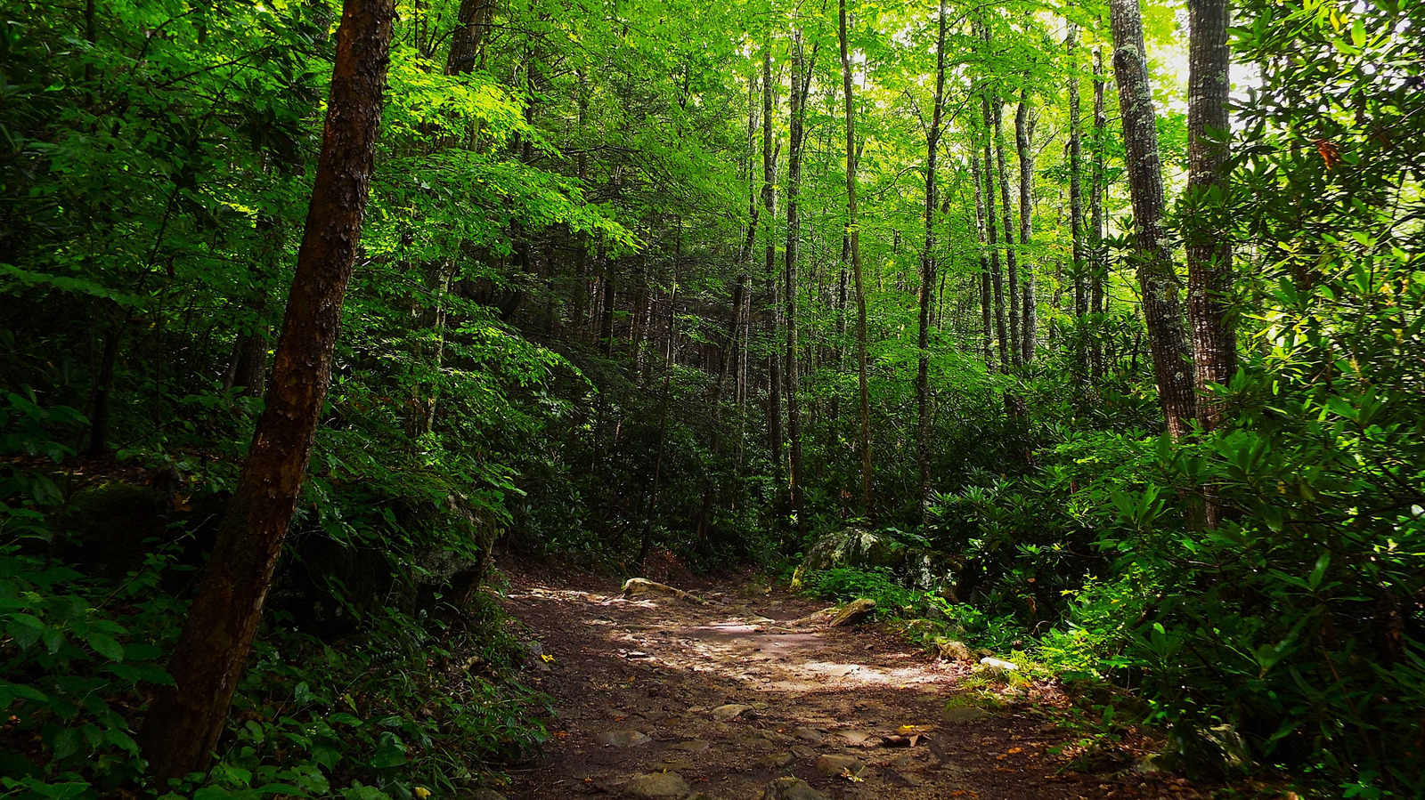 West Virginia's Under-The-Radar State Park Is A Paradise To Camp Amidst Waterfalls With Scenic Trails