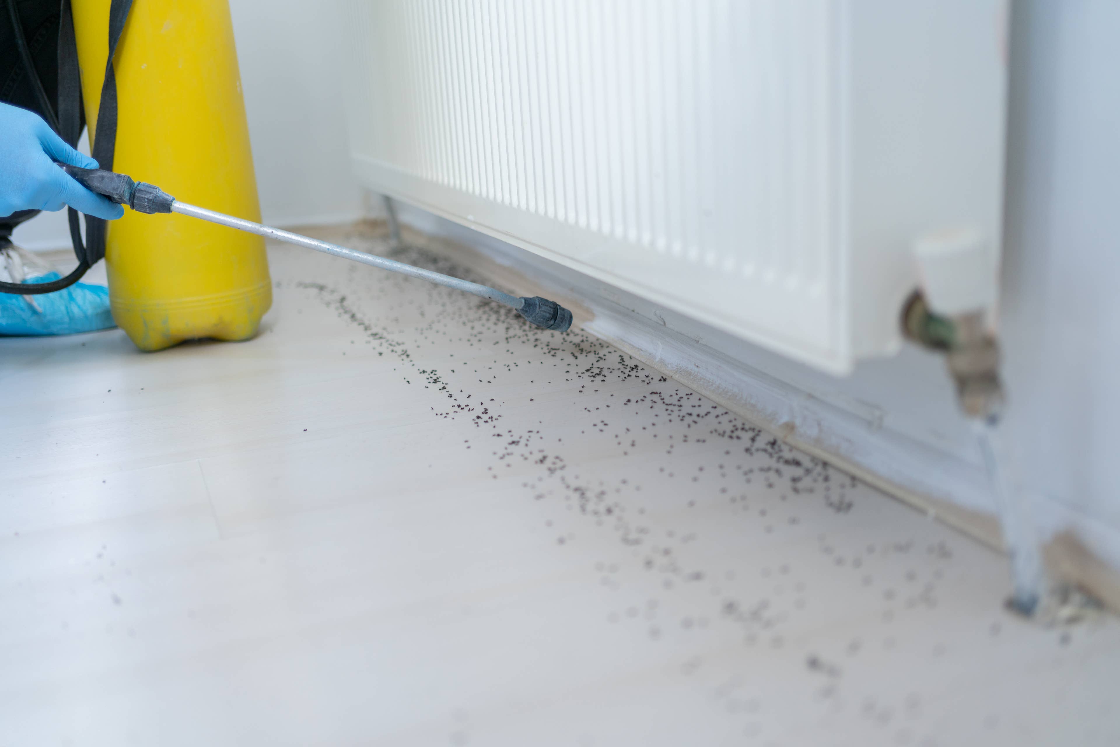 Why Bugs Come Inside When It Rains—and How to Keep Them Out, According ...